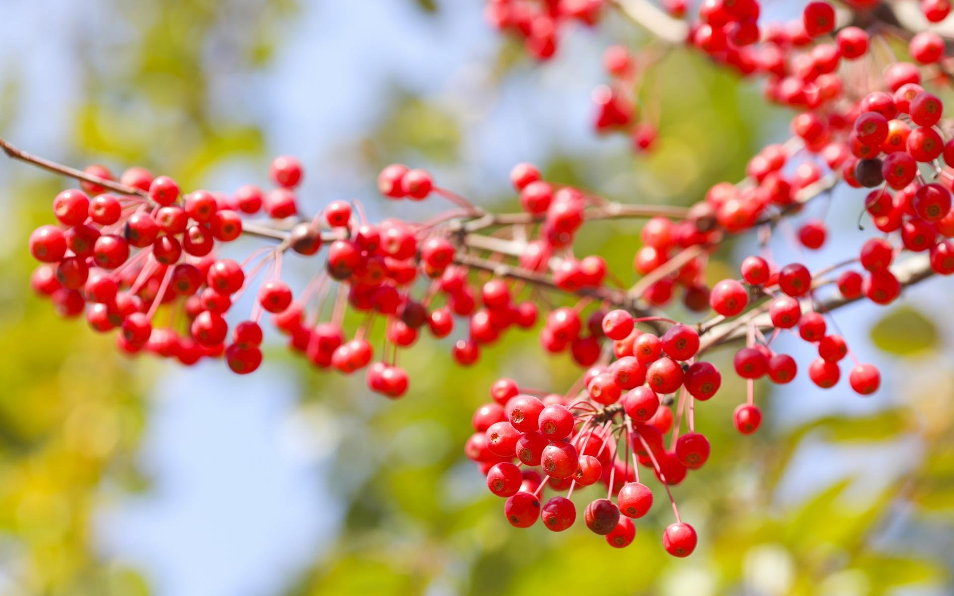 舒缓压力,可爱的相思豆