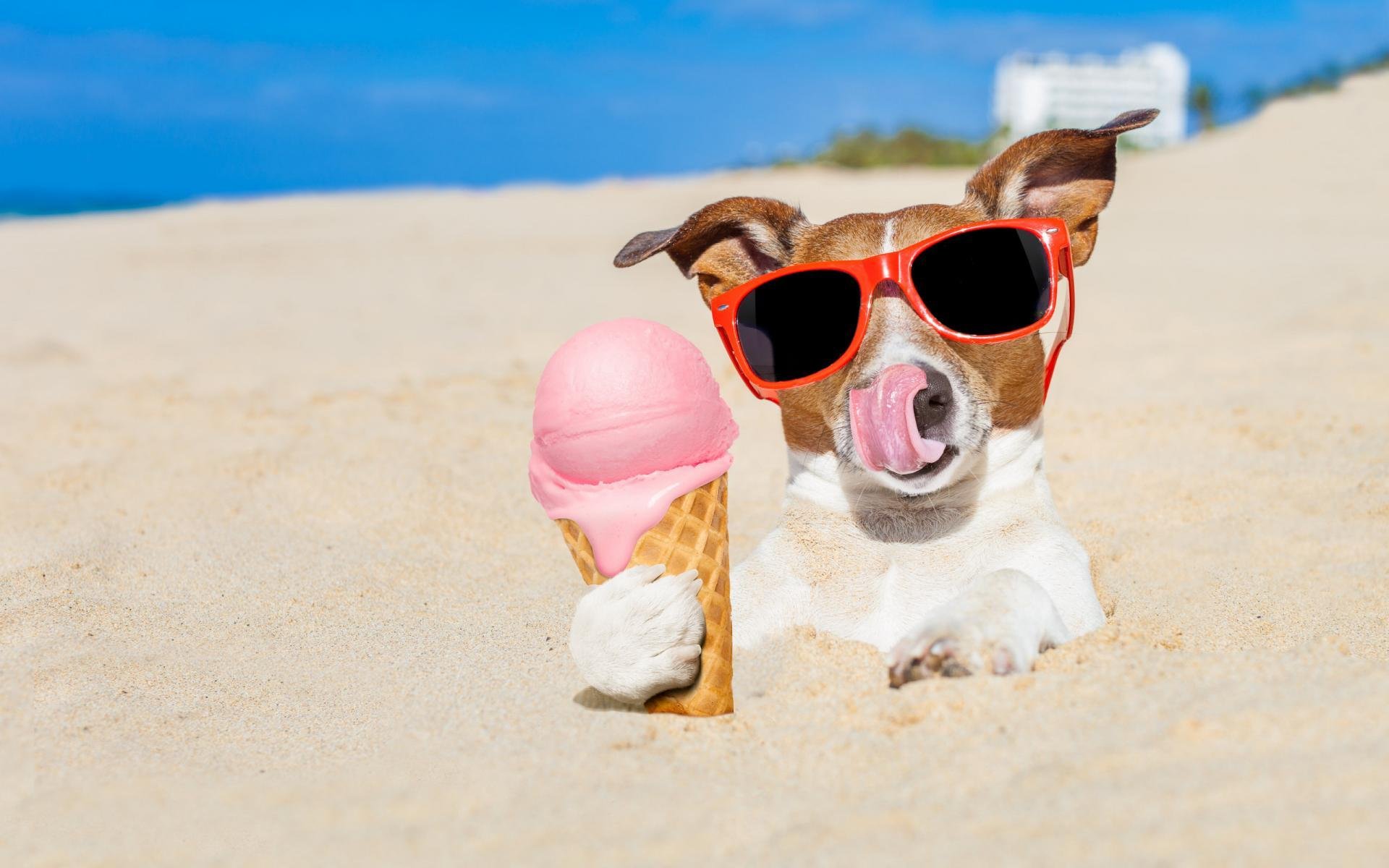 汪星人,沙滩上的被戏弄的狗狗