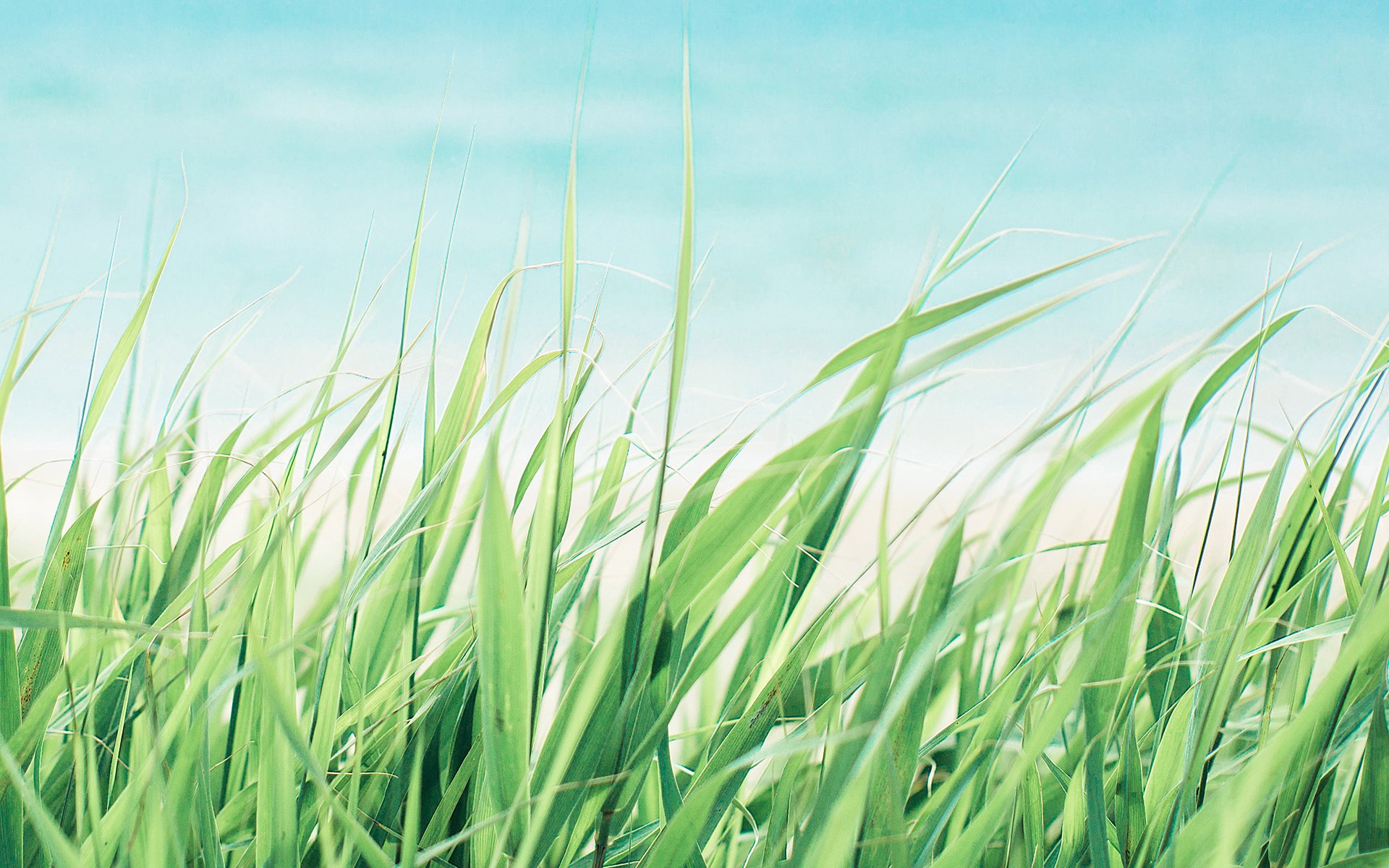 护眼壁纸,植物,青青绿草