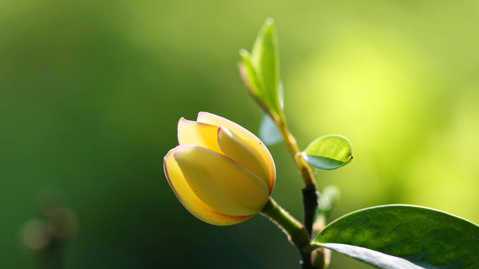护眼壁纸,绿色,花卉,植物,微距