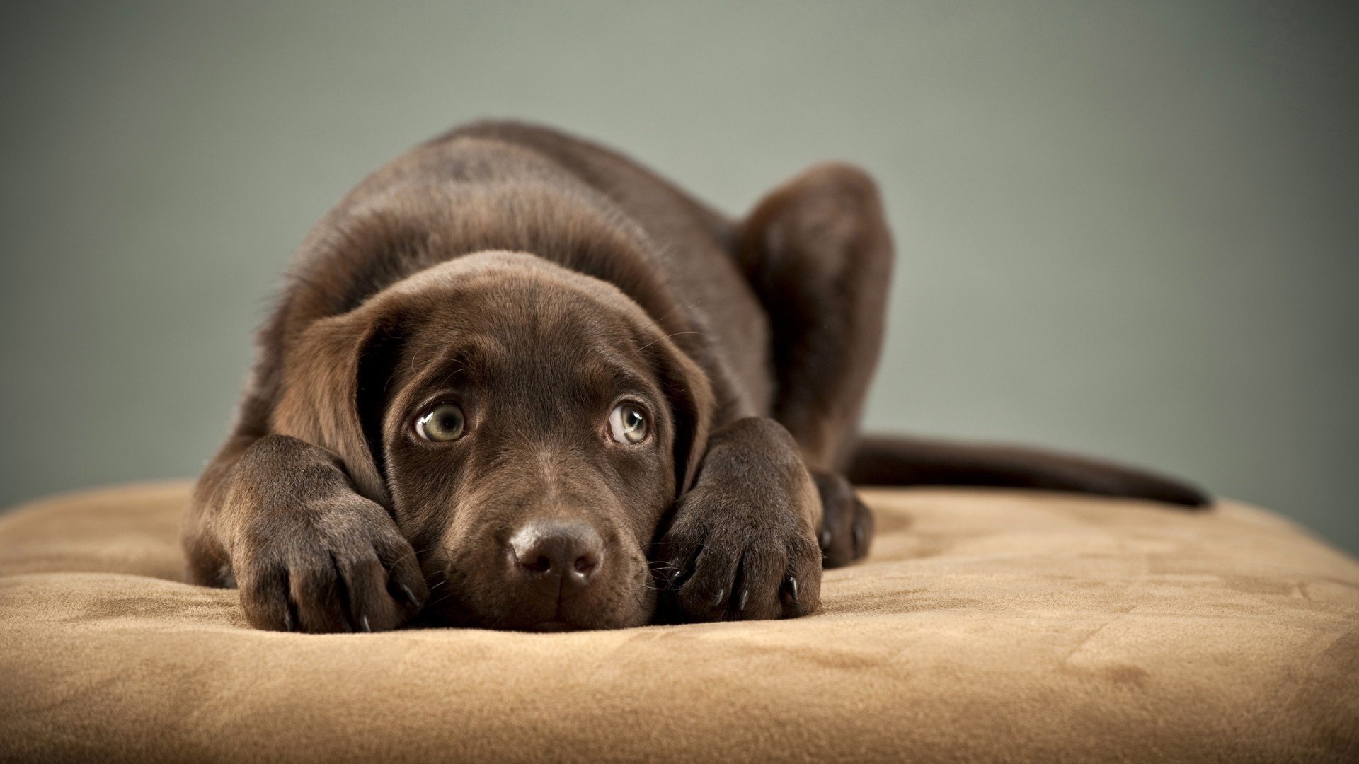 汪星人,拉布拉多猎犬