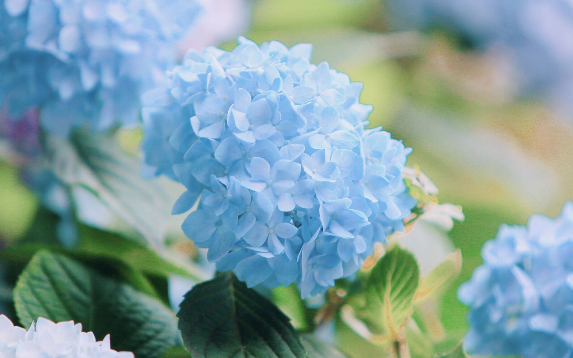 清新淡雅,紫色绣球花