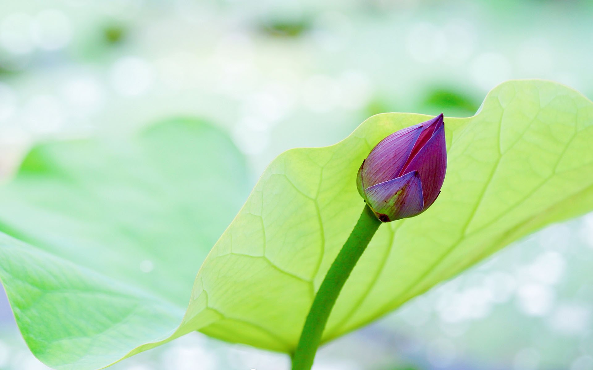 清新淡雅,亭亭玉立的荷花