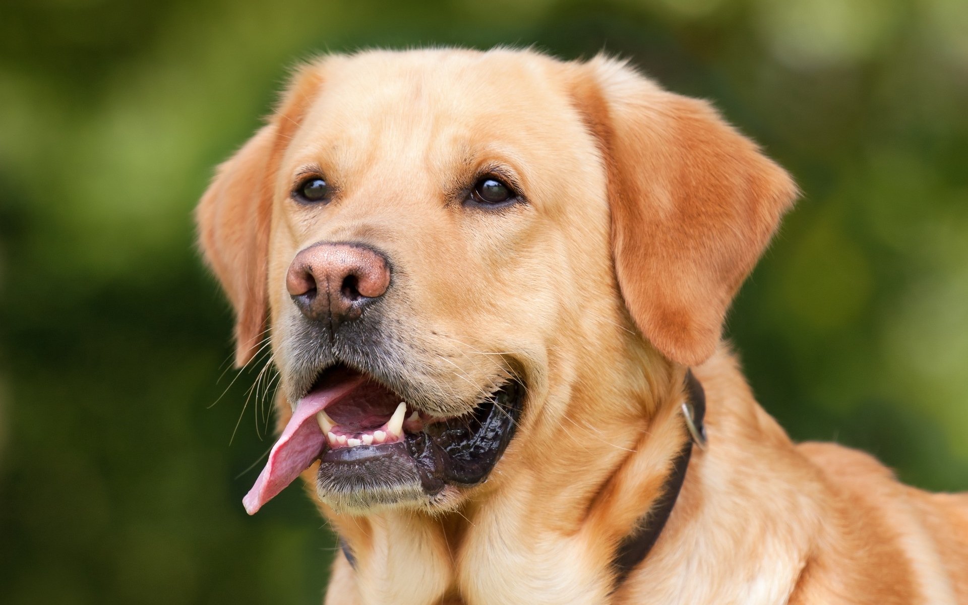 汪星人,可爱萌宠小狗