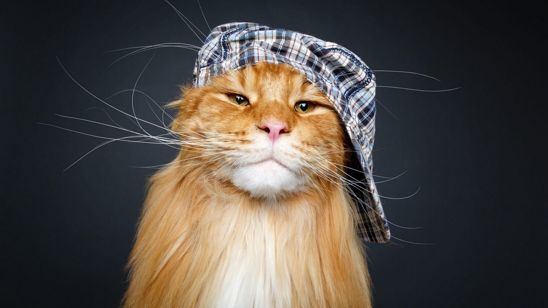 喵星人,缅因浣熊猫