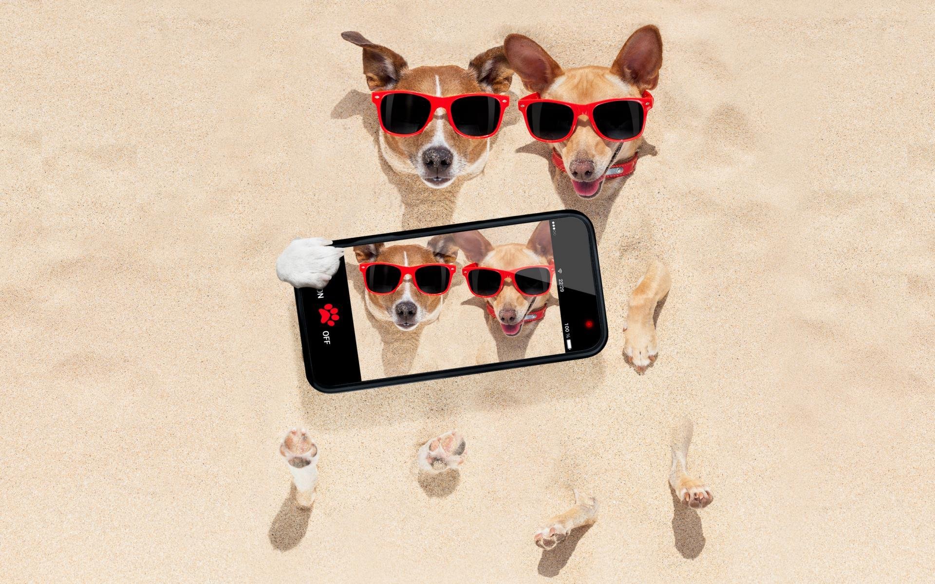 汪星人,沙滩上的被戏弄的狗狗