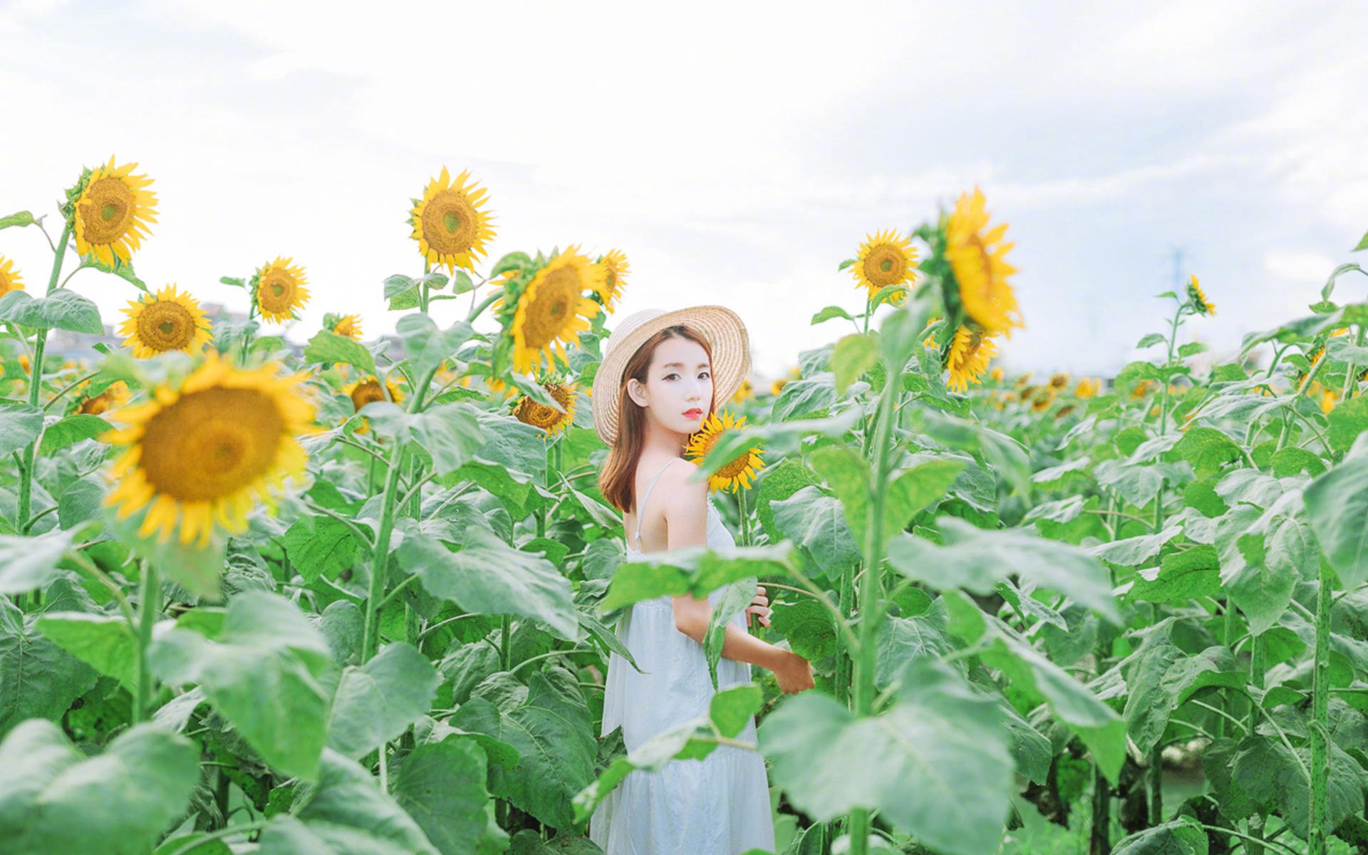 清纯,向日葵,田野里,阳光