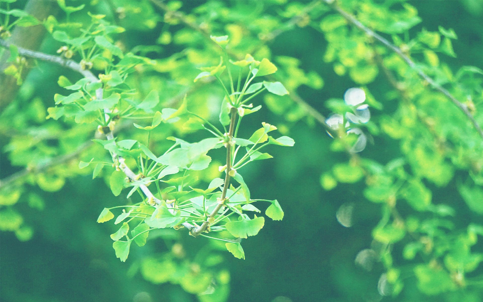 护眼壁纸,植物,绿色树叶