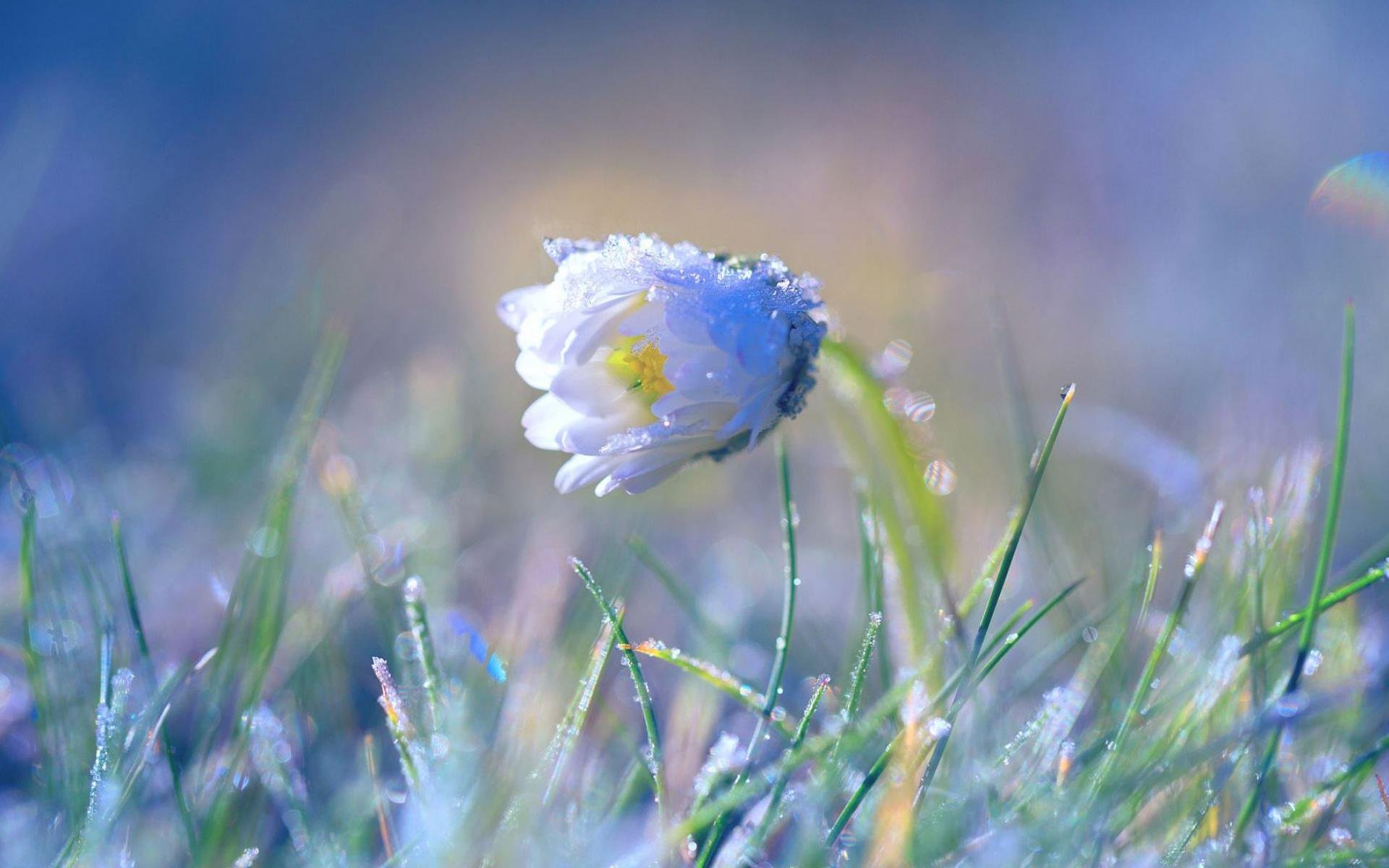 舒缓压力,紫色花卉