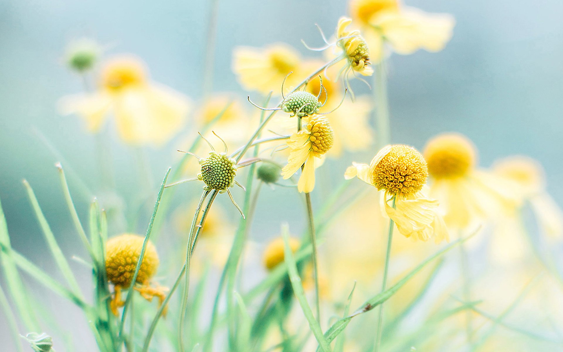 护眼壁纸,花卉,黄色小花