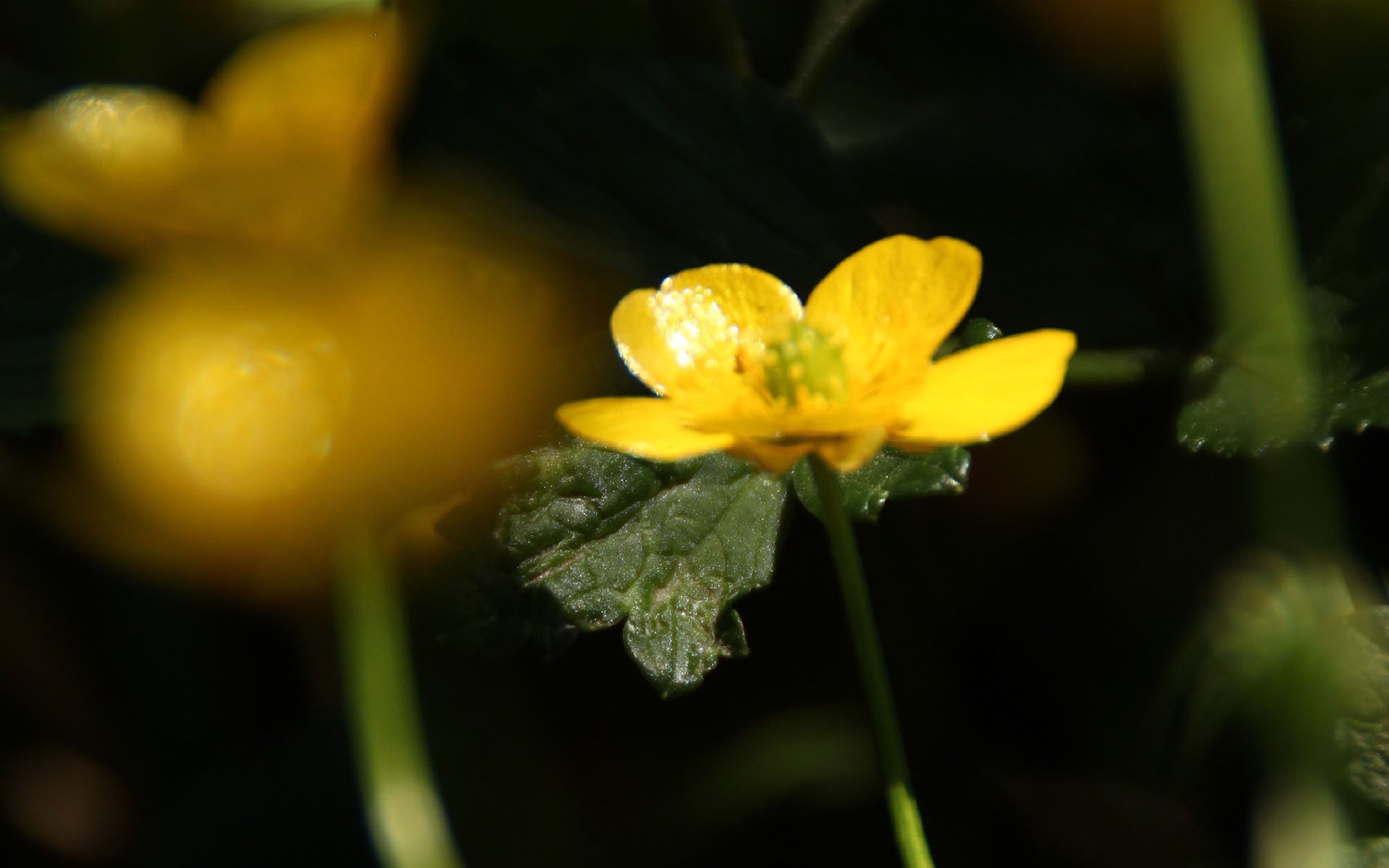 护眼壁纸,可爱黄色小花,植物