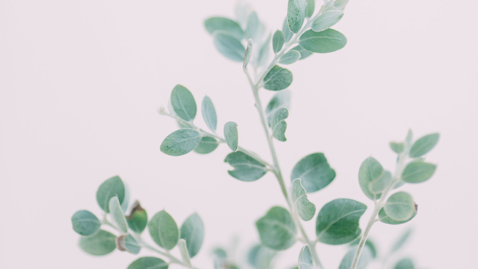 静物写真,绿树,树叶