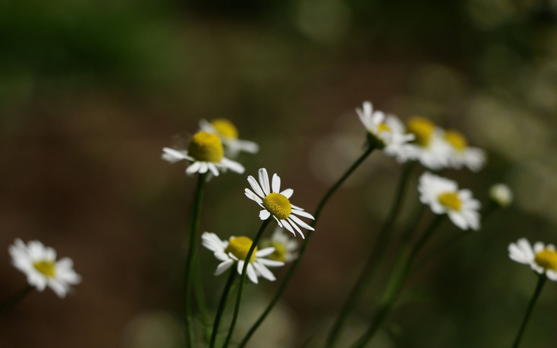 清新淡雅,养眼菊花,植物