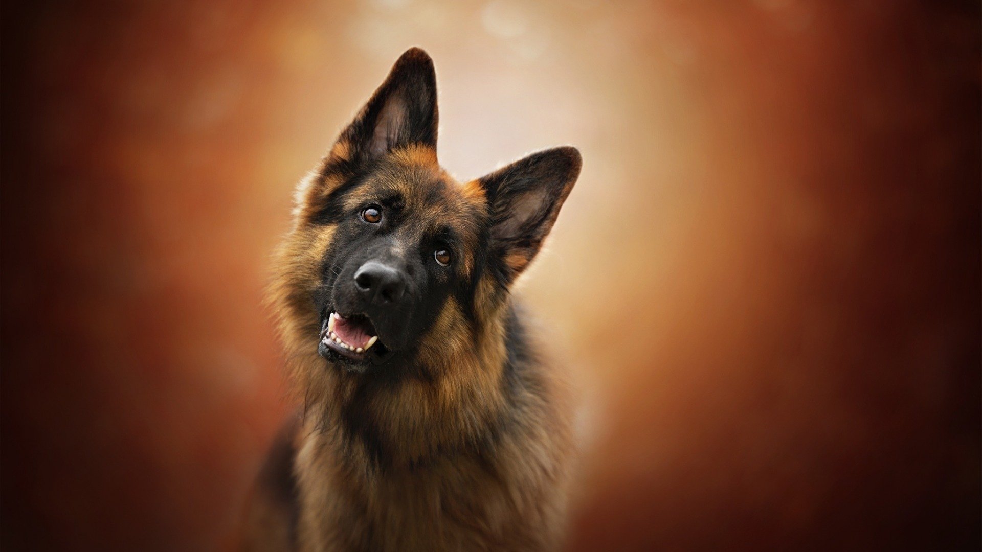 汪星人,德国牧羊犬