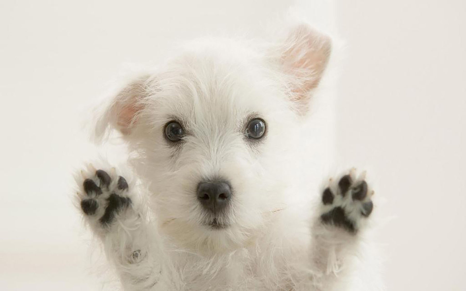 萌宠动物,汪星人,舔屏