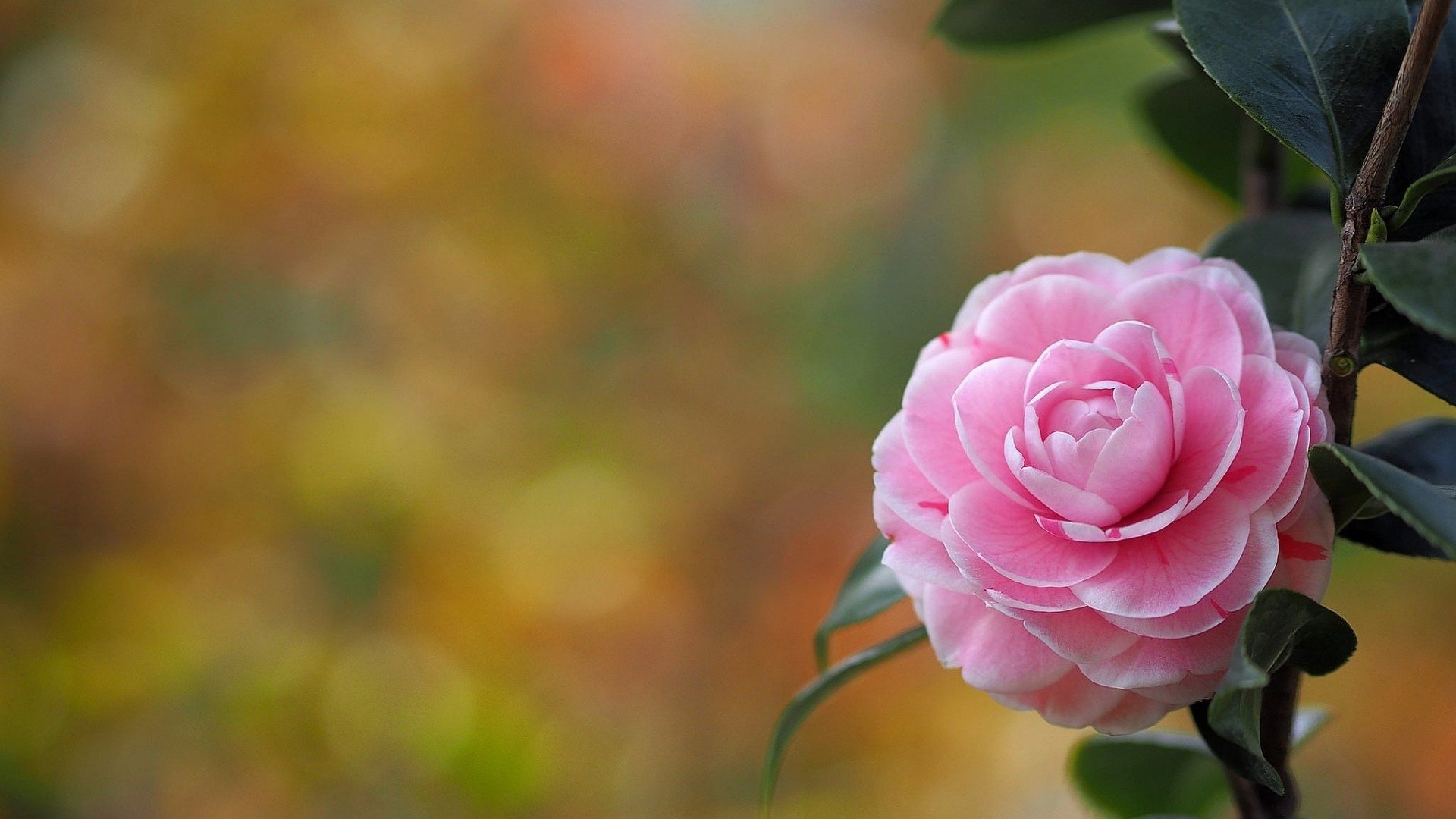 舒缓压力,山茶花,清新