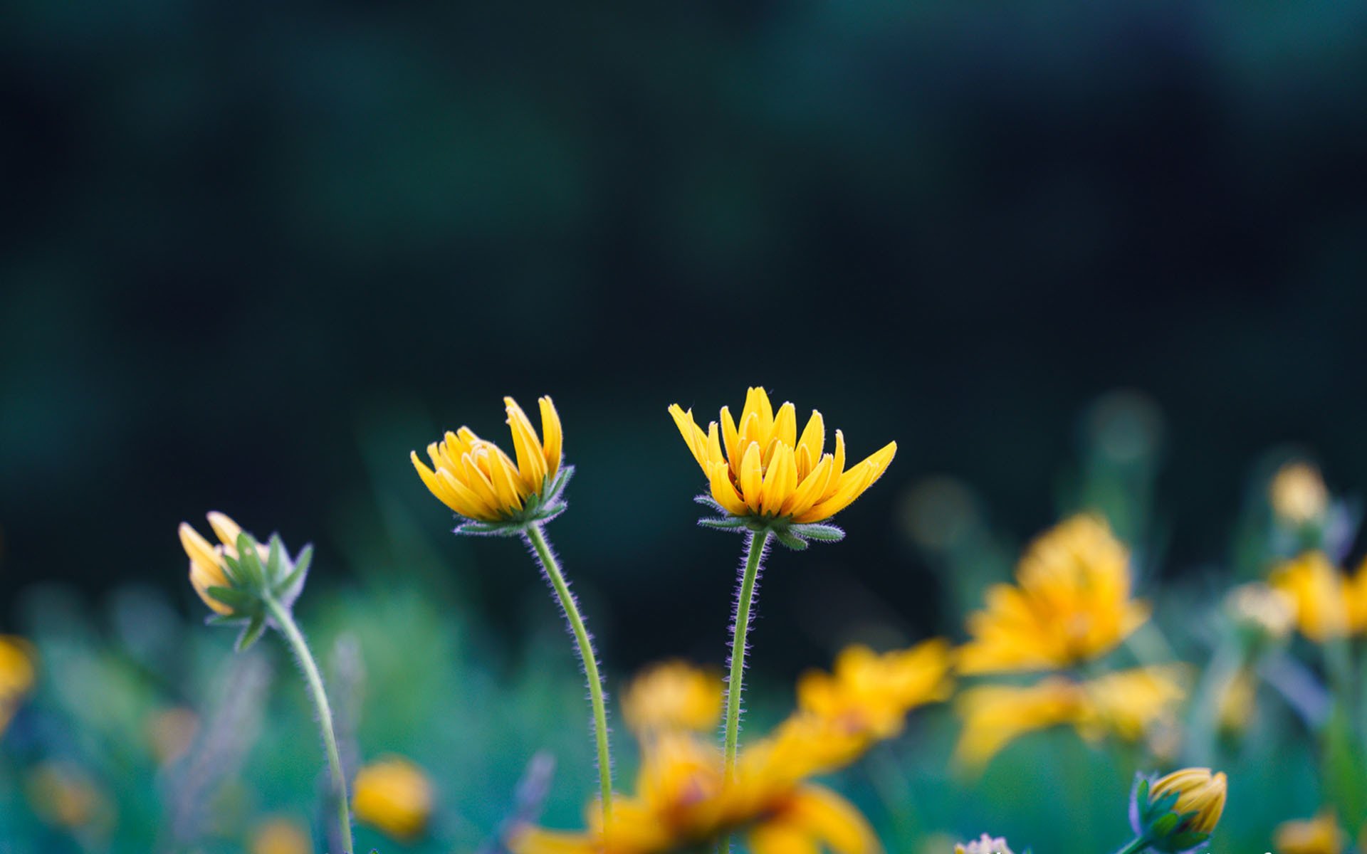 舒缓压力,养眼的小菊花