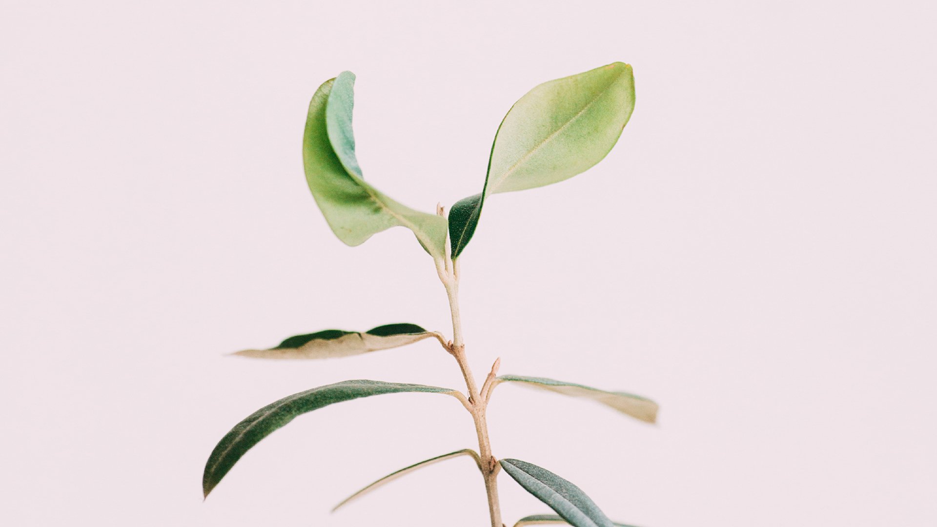 静物写真,孤单的树枝