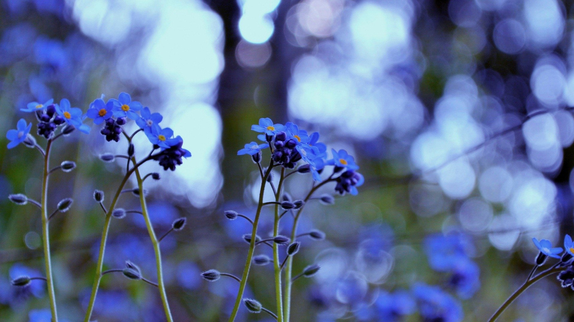 舒缓压力,勿忘我,永恒的爱