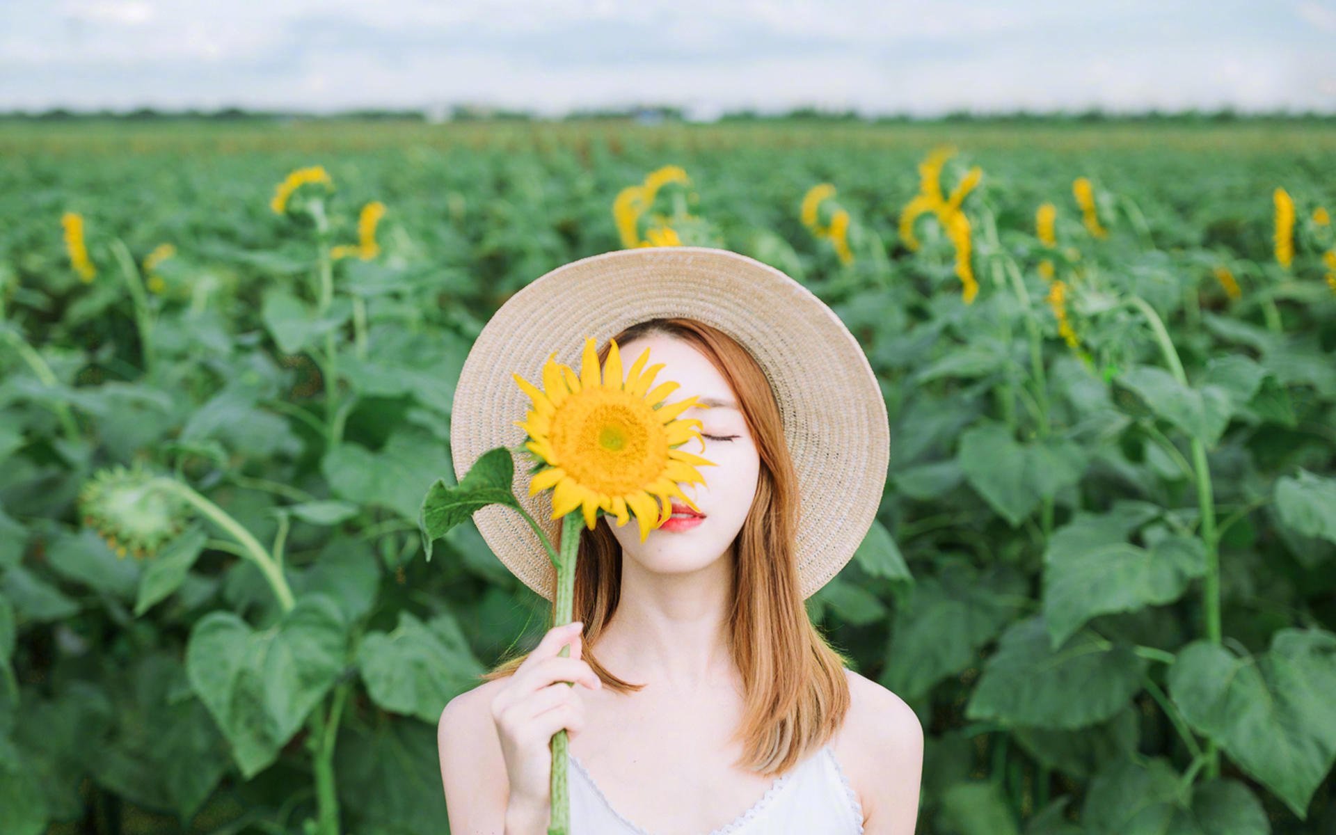 清纯,向日葵,田野里,阳光