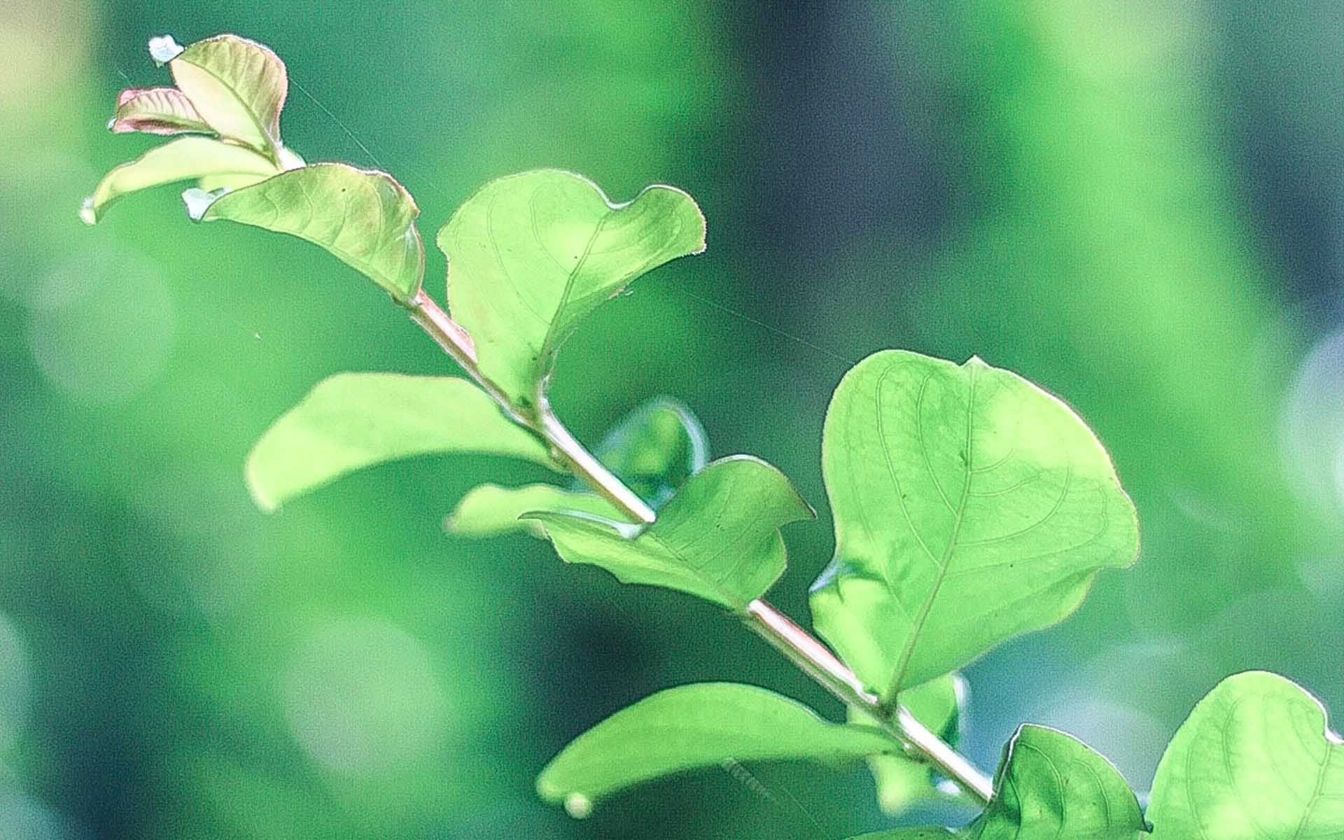 护眼壁纸,植物,绿色树叶