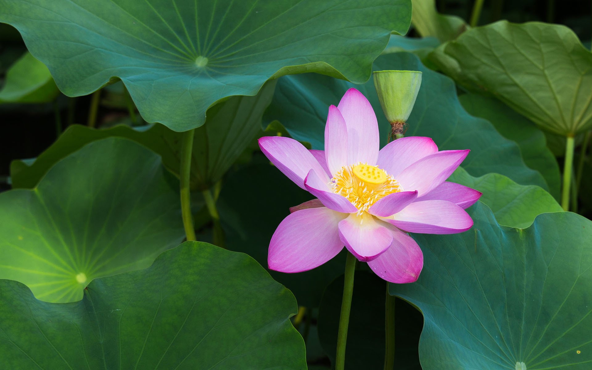 清新淡雅,亭亭玉立的荷花