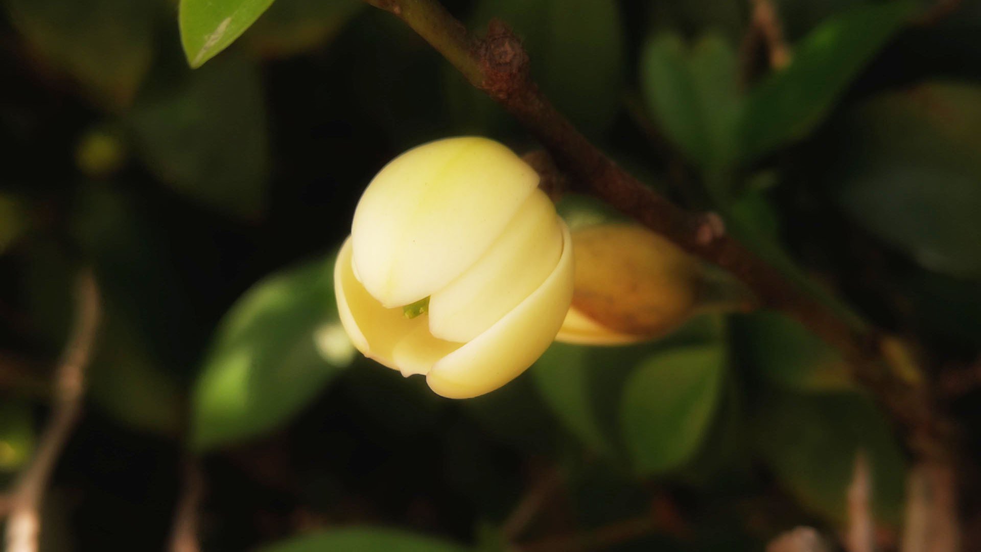 护眼壁纸,绿色,花卉,植物,微距