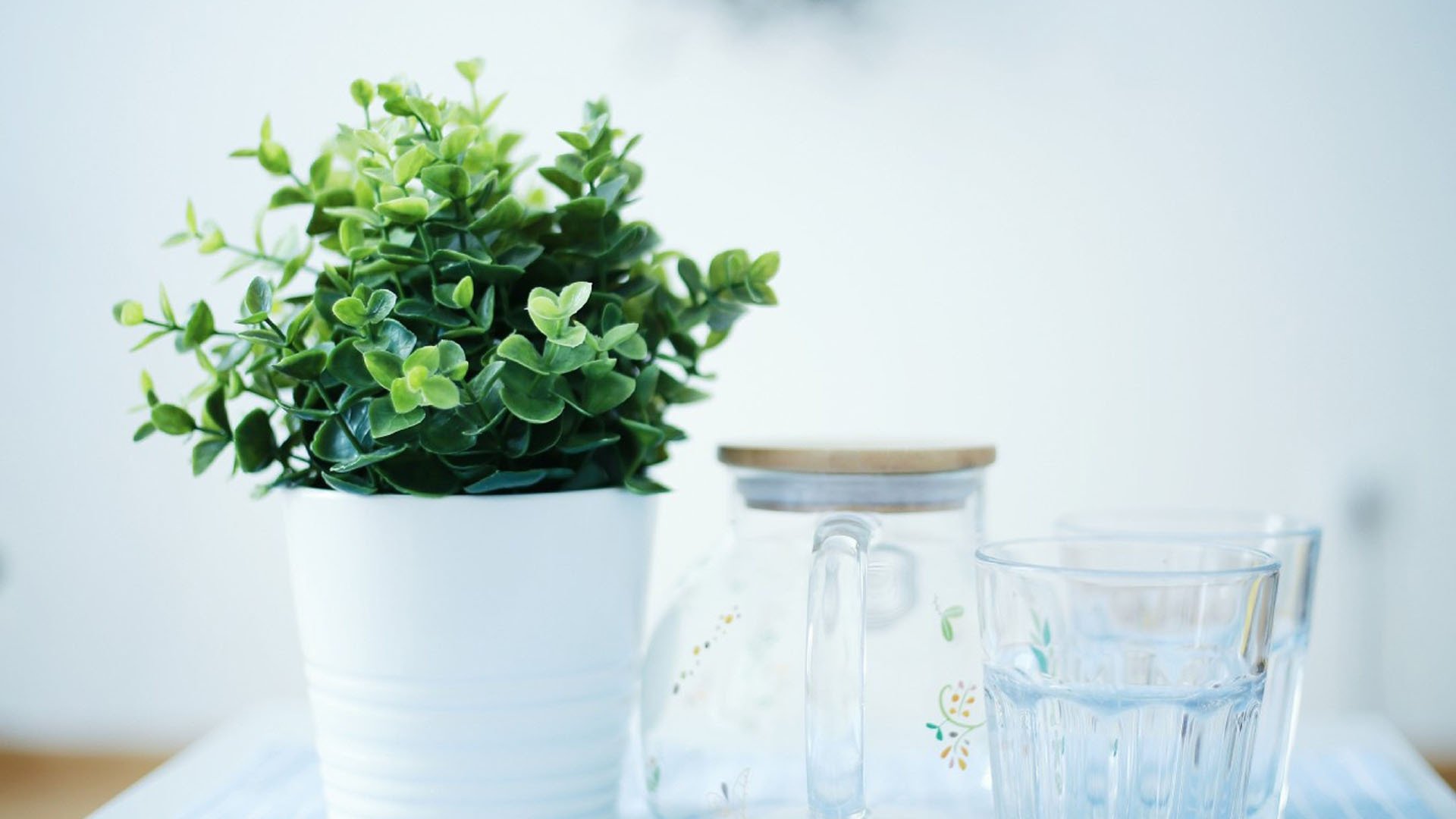 静物写真,绿色植物,养眼