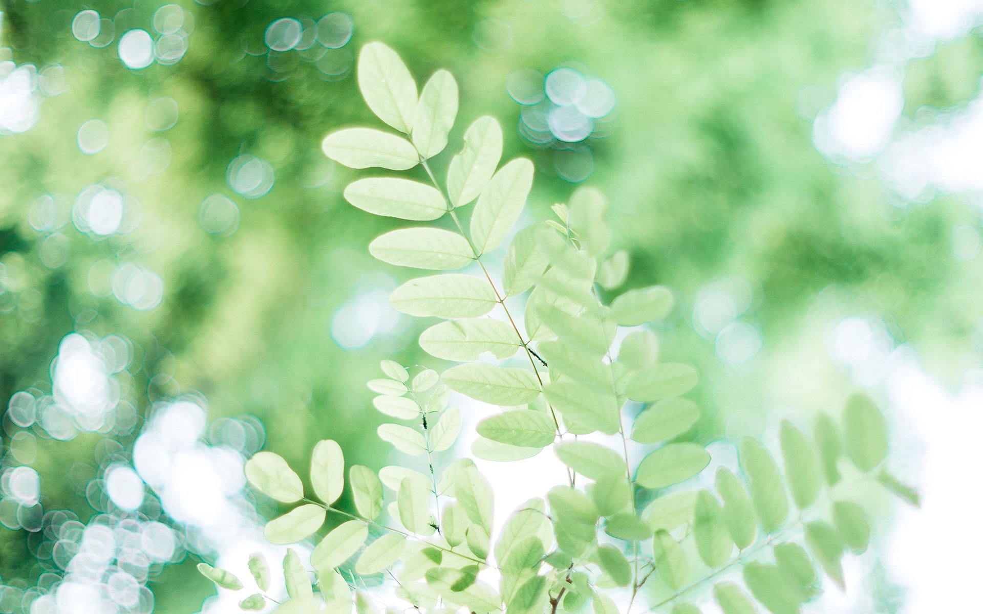 护眼壁纸,一片绿叶