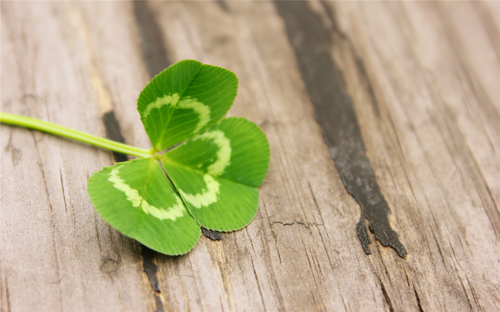护眼壁纸,幸运草,三叶草