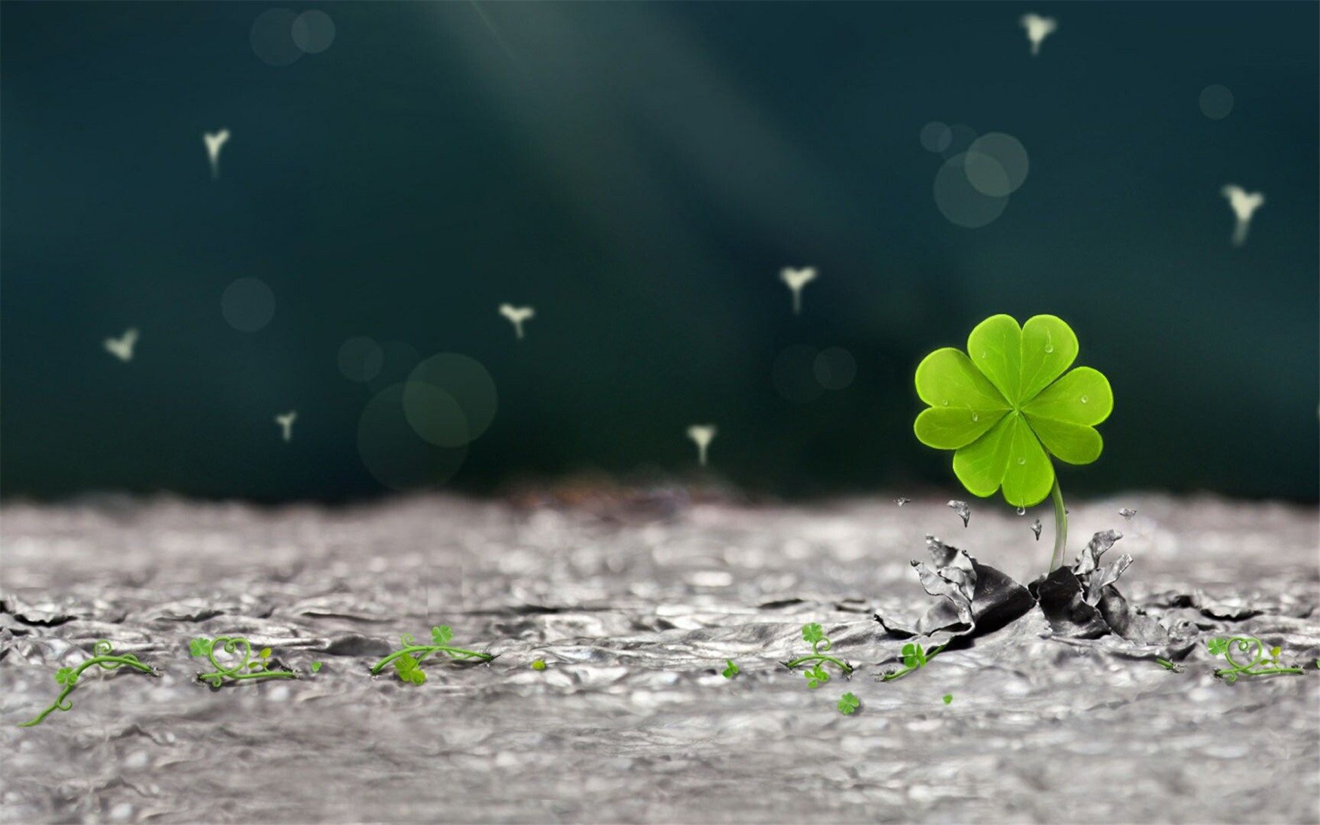 护眼壁纸,幸运草,四叶草