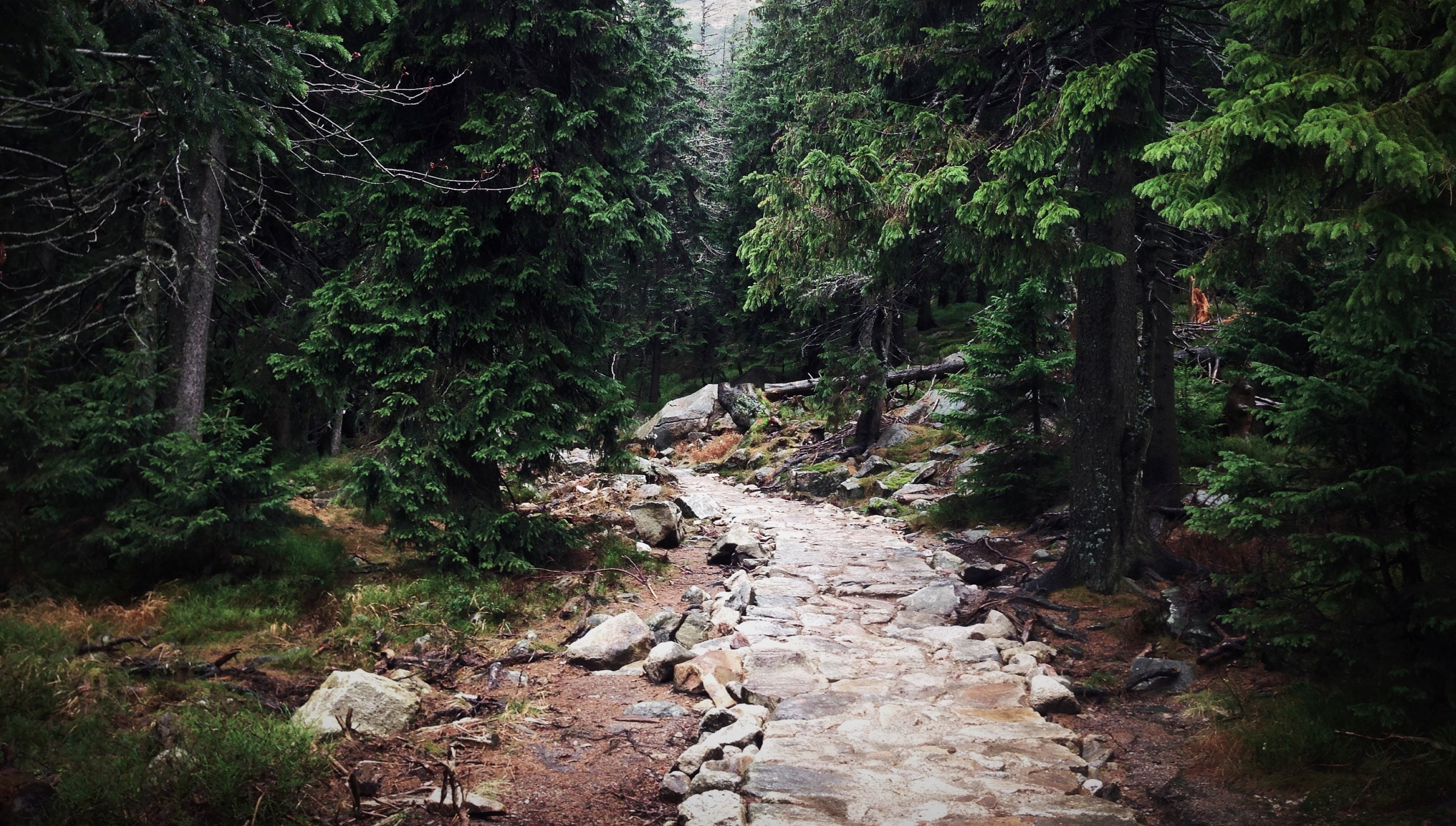 优美幽静的小路,森林