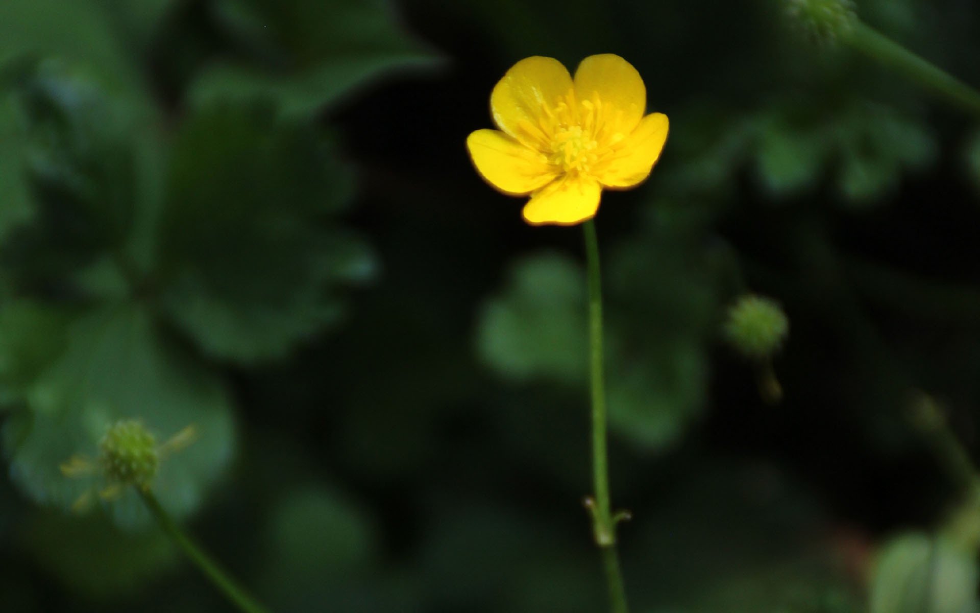 护眼壁纸,可爱黄色小花,植物