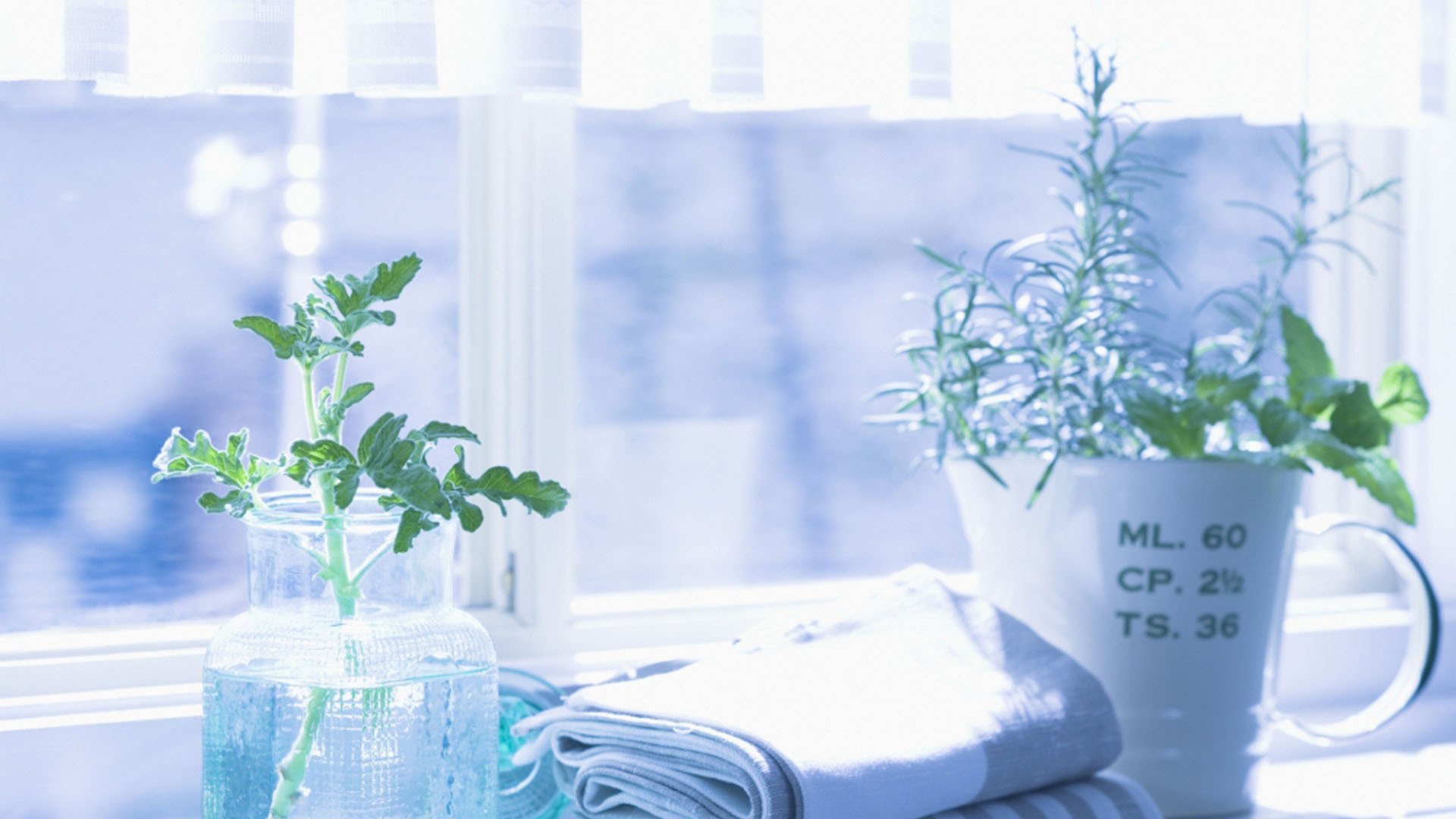 静物写真,绿色盆栽