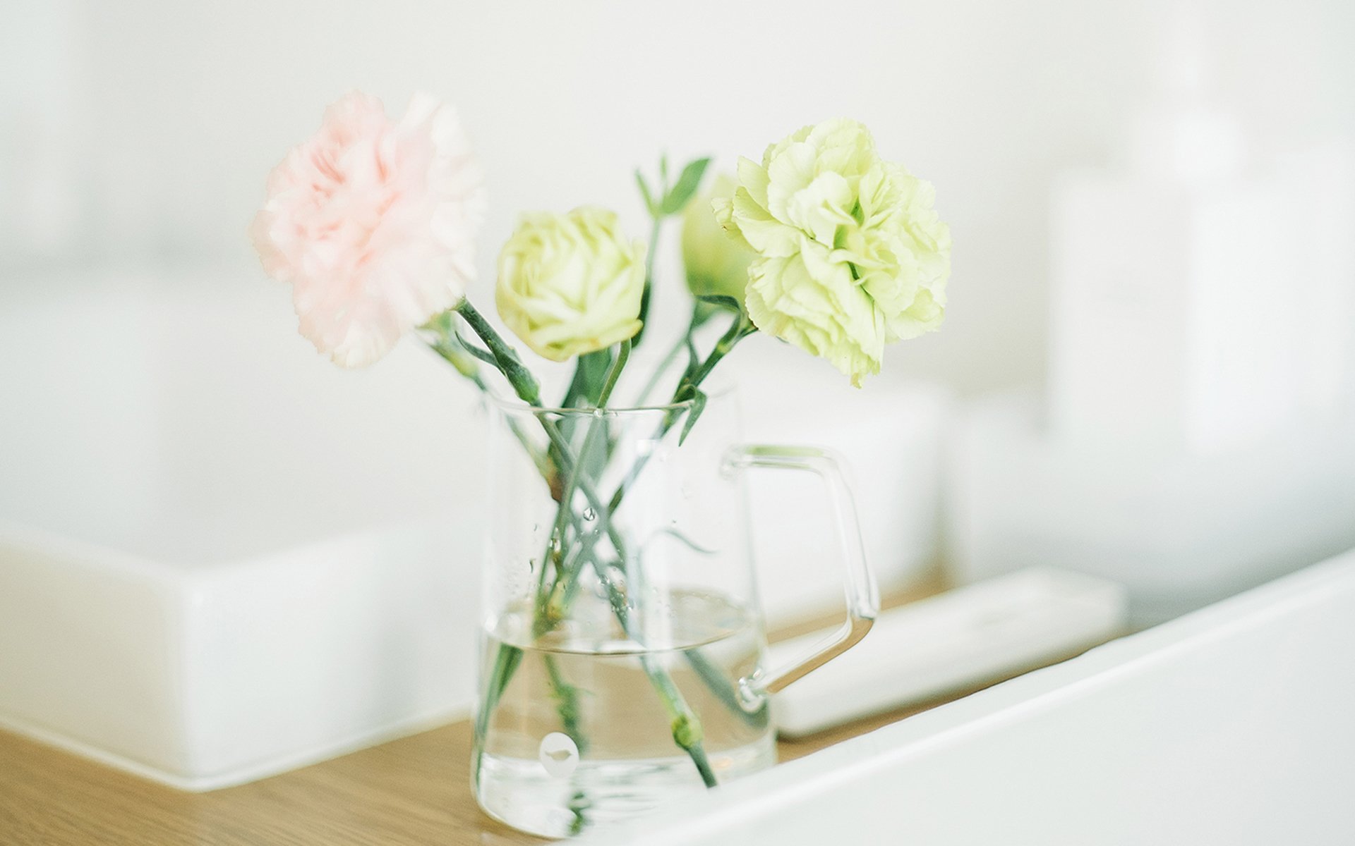 静物写真,康乃馨,安静,室内