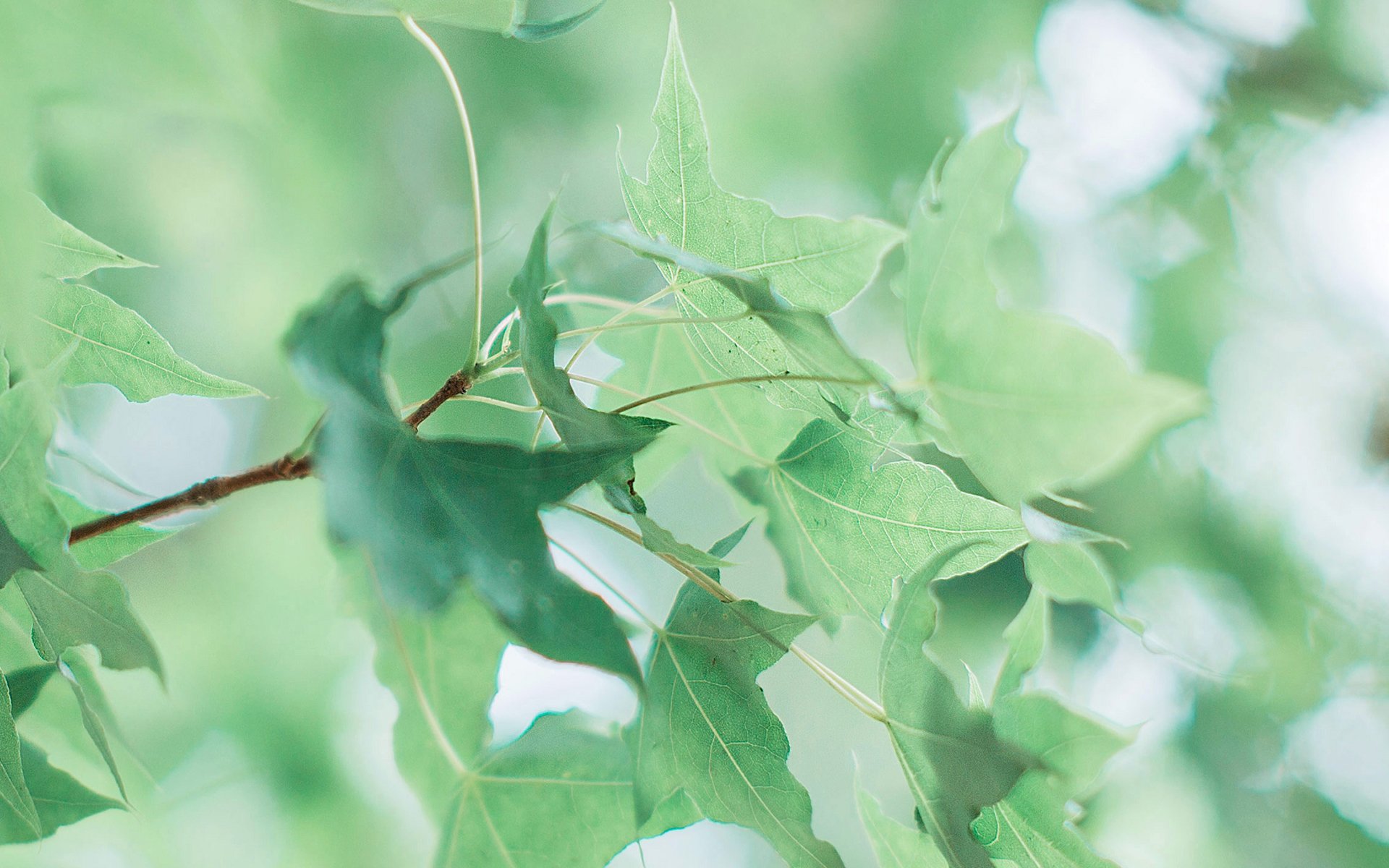 护眼壁纸,植物,绿色树叶