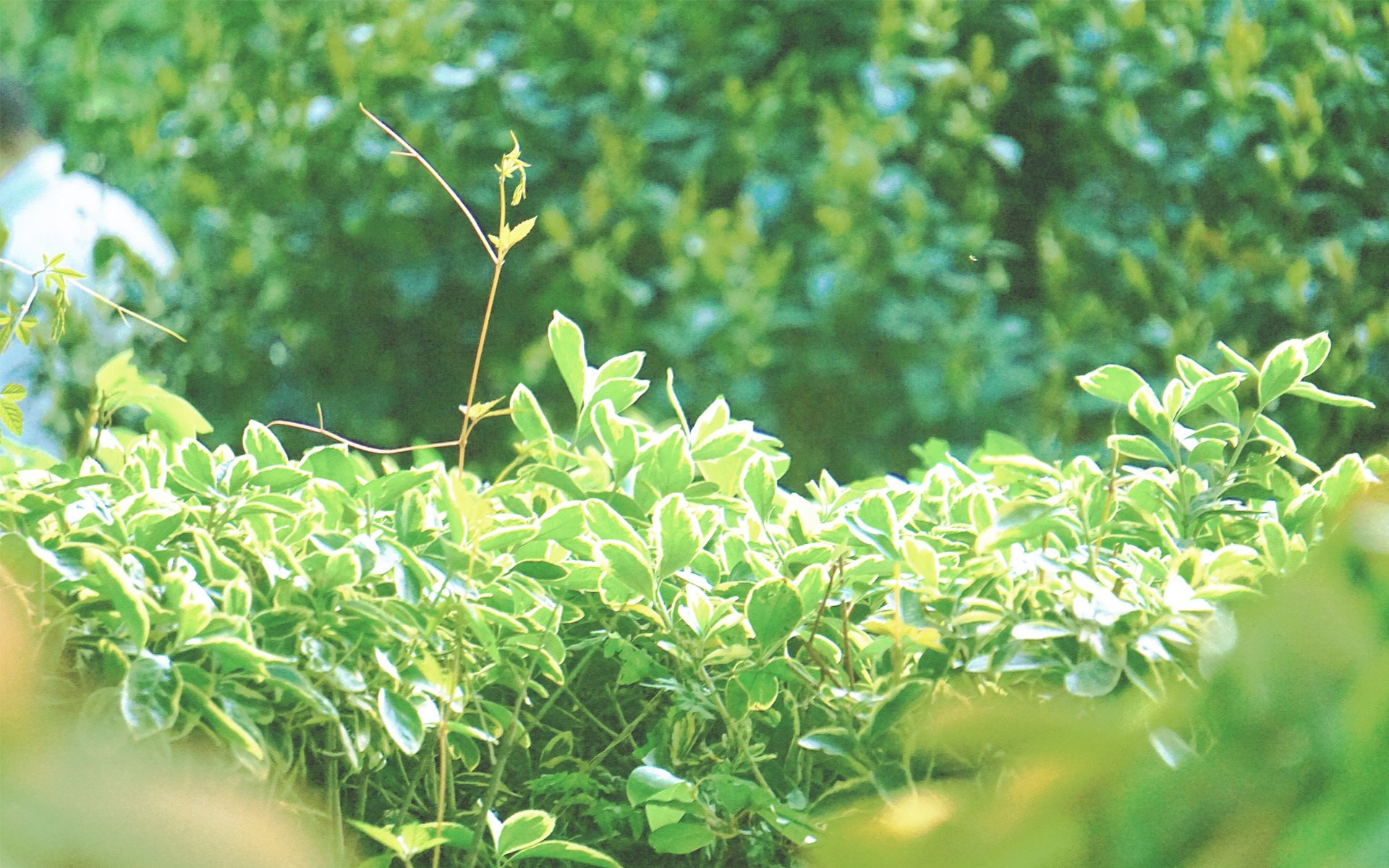 护眼壁纸,植物,绿色树叶