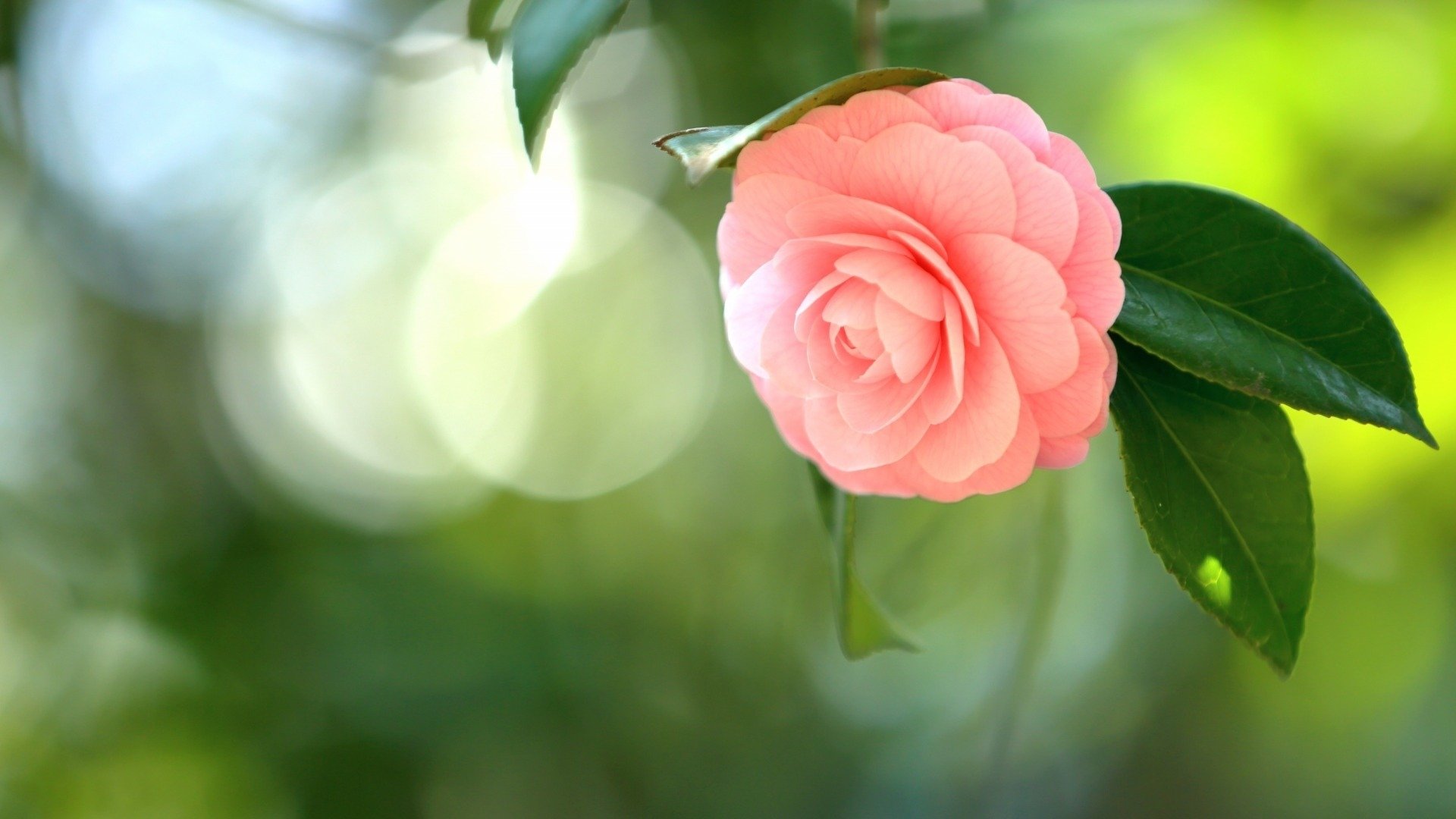 舒缓压力,山茶花,清新