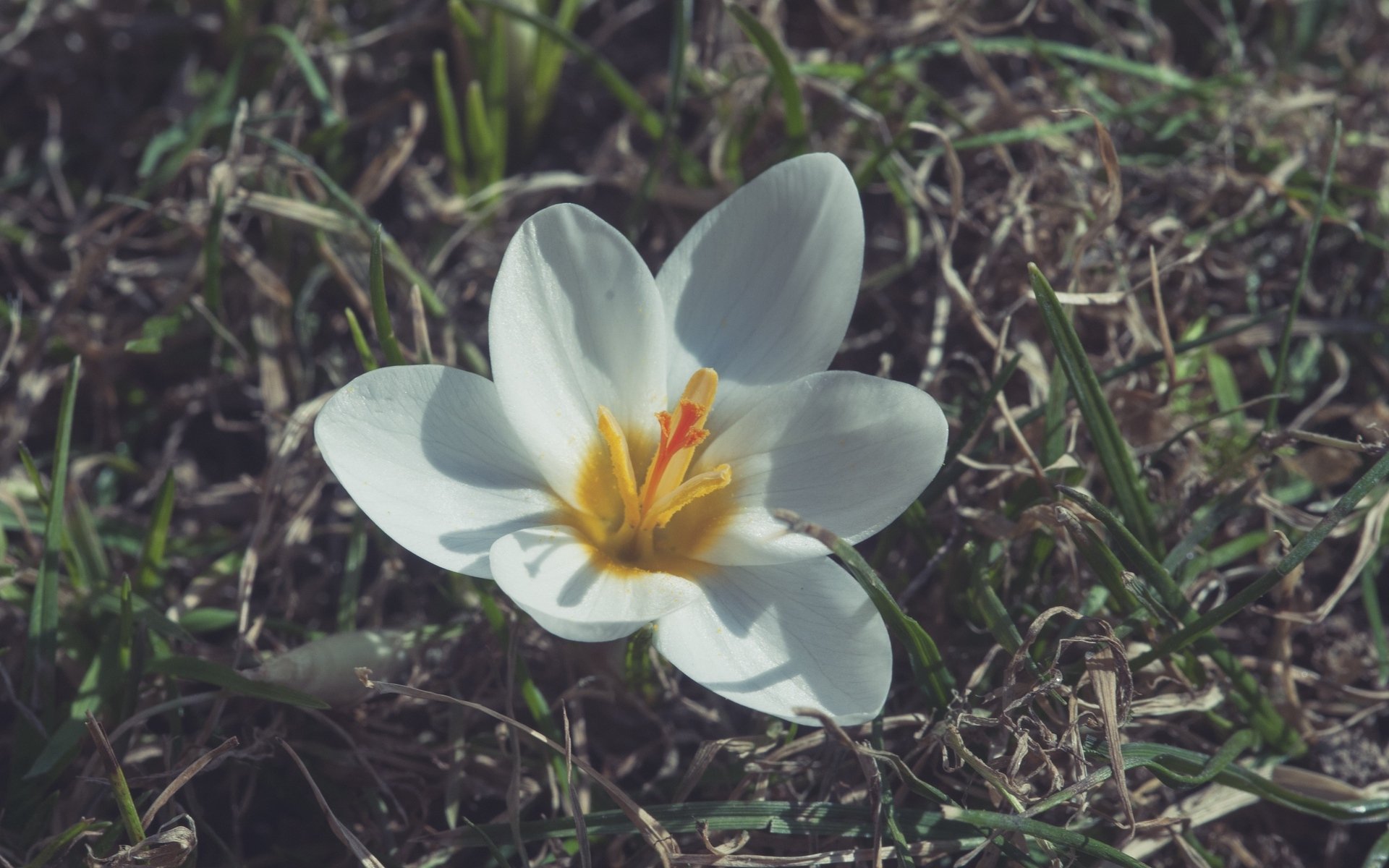 舒缓压力,纯洁无瑕,白色花卉