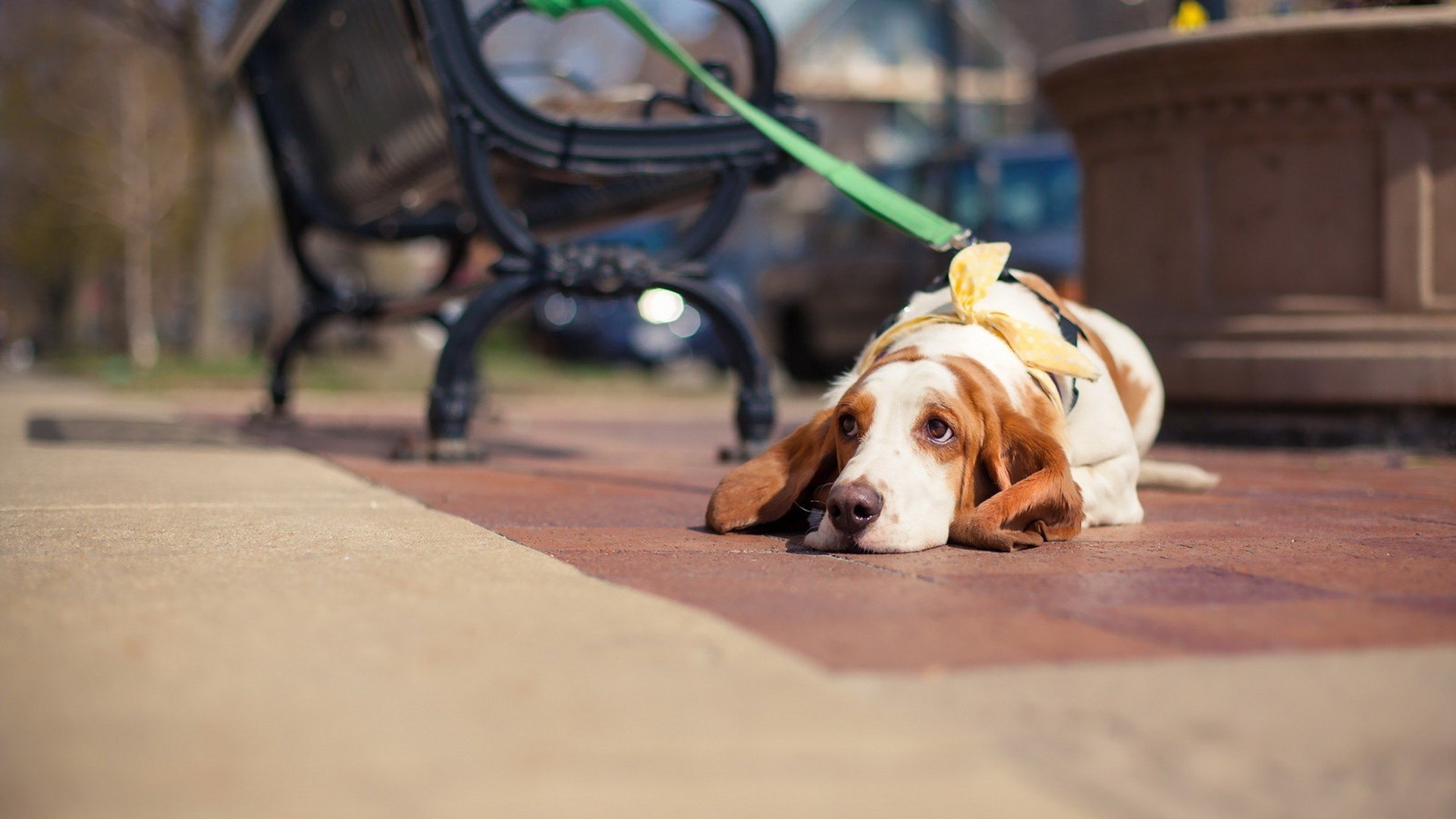 汪星人,安静休息的狗狗
