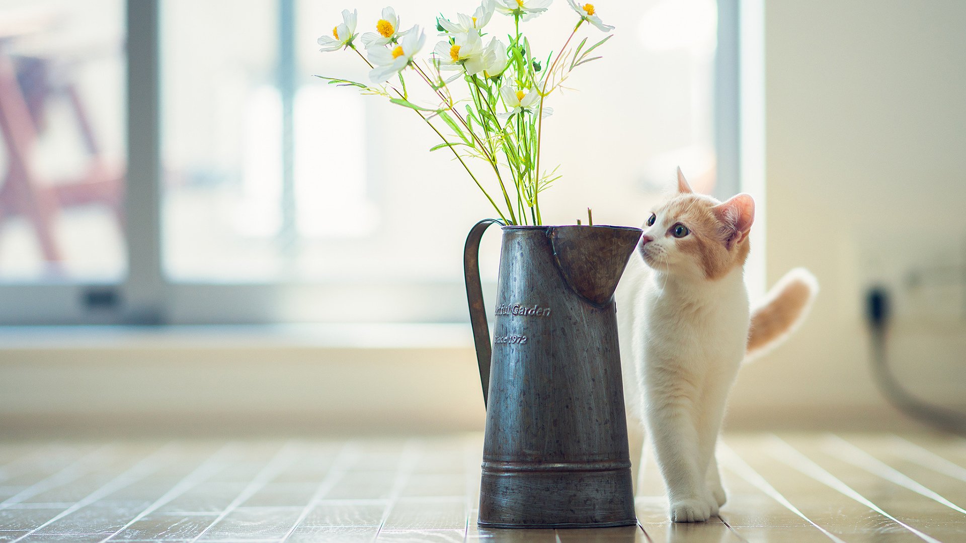 喵星人,可爱,喵咪,萌宠