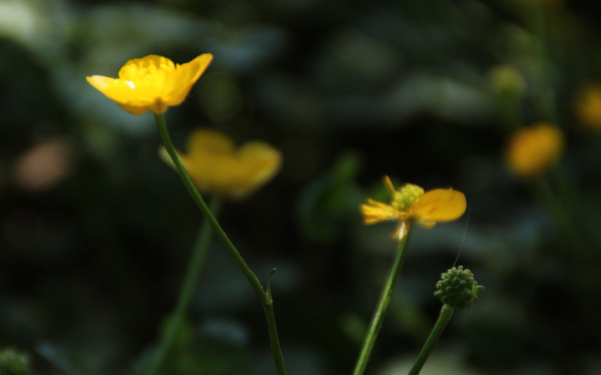 护眼壁纸,可爱黄色小花,植物