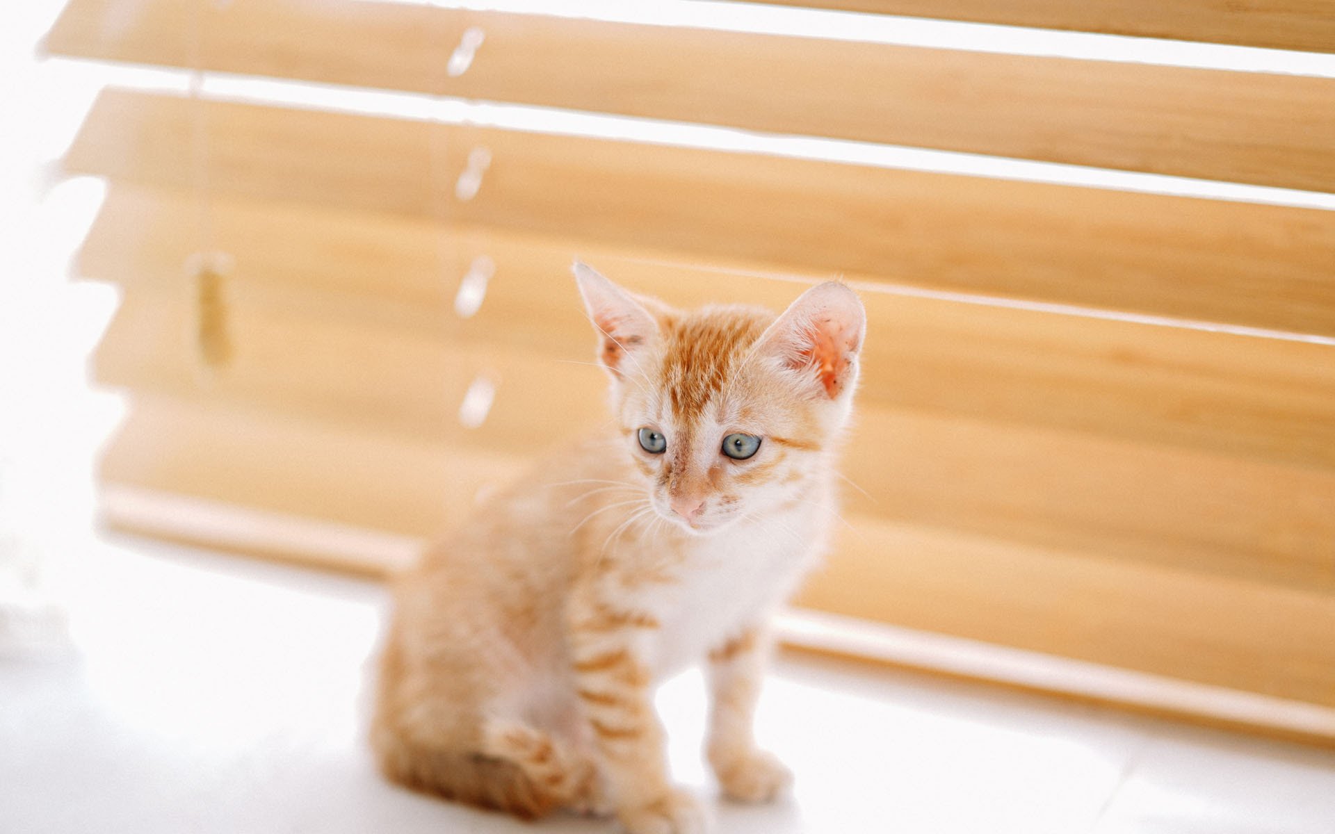 喵星人,可爱软萌小猫咪