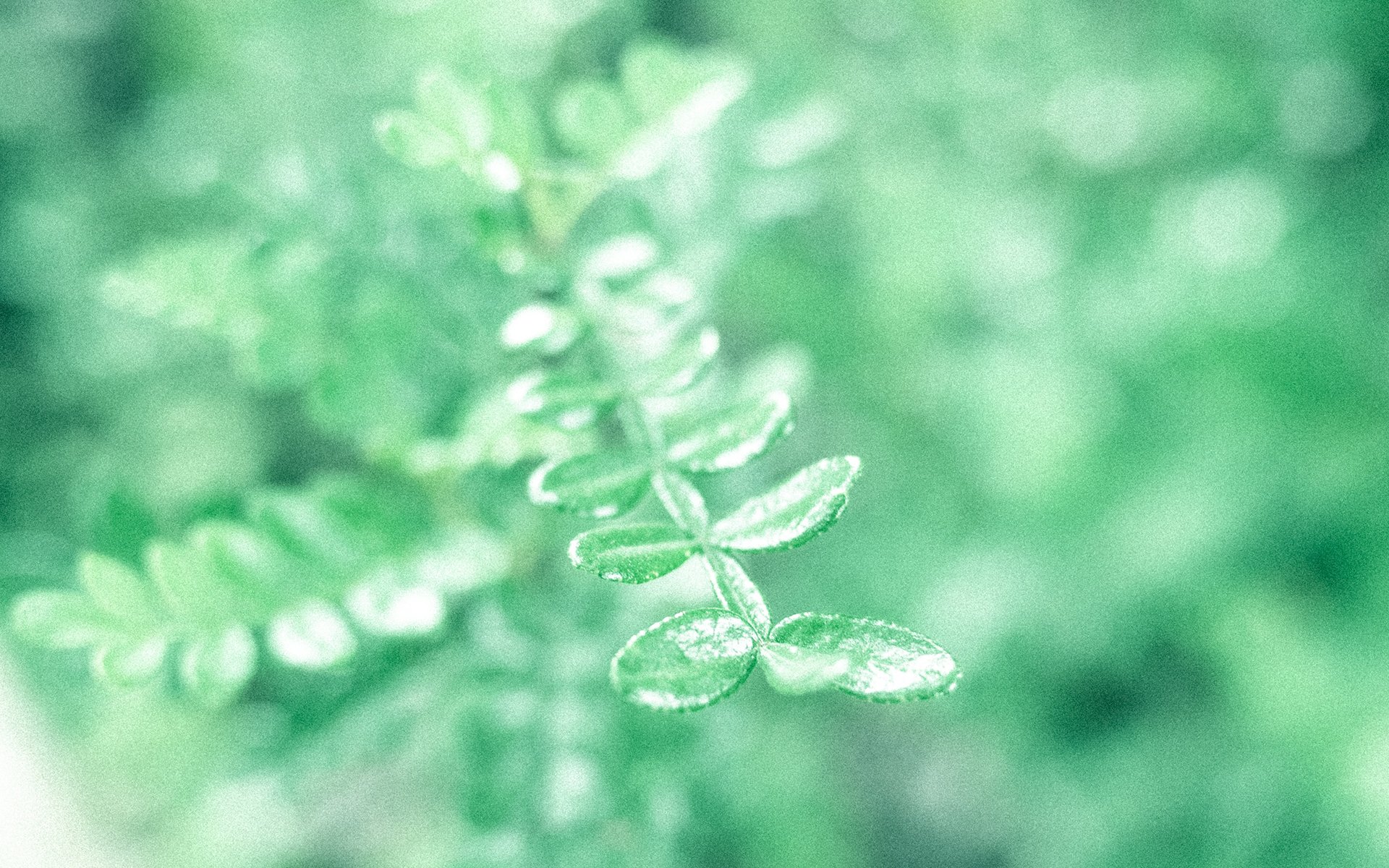 静物写真,日系清新养眼高清桌面