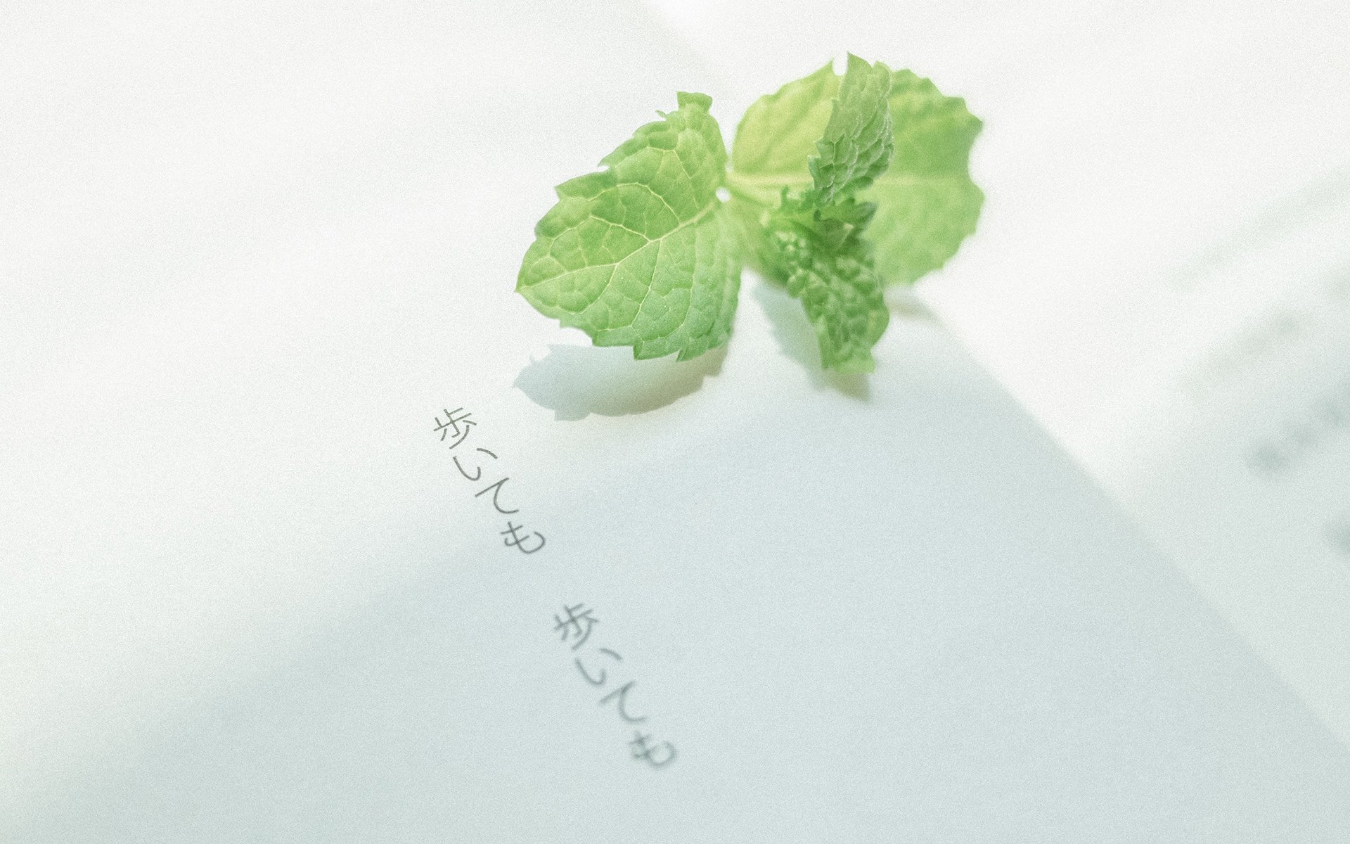 护眼壁纸,植物,绿色树叶