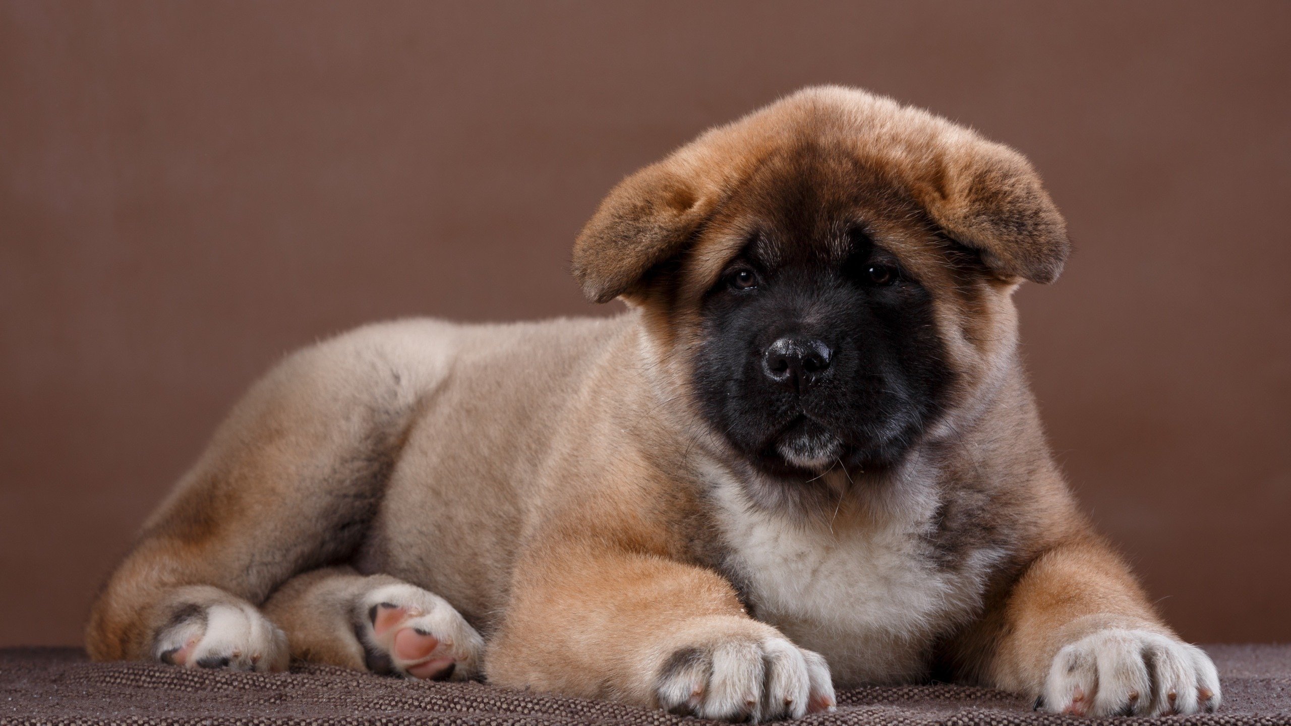 汪星人,可爱萌宠小狗