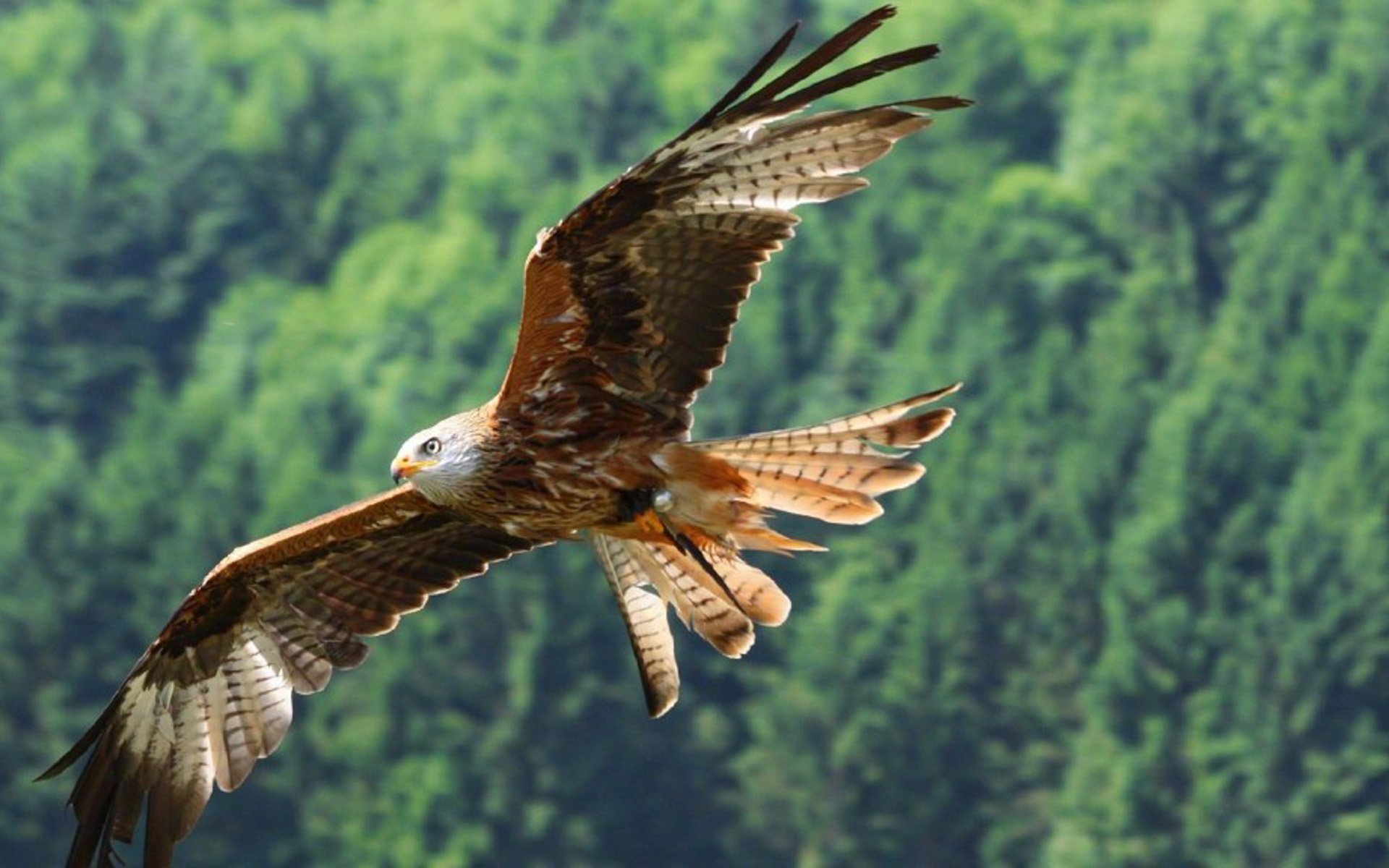 野生动物,飞翔的雄鹰