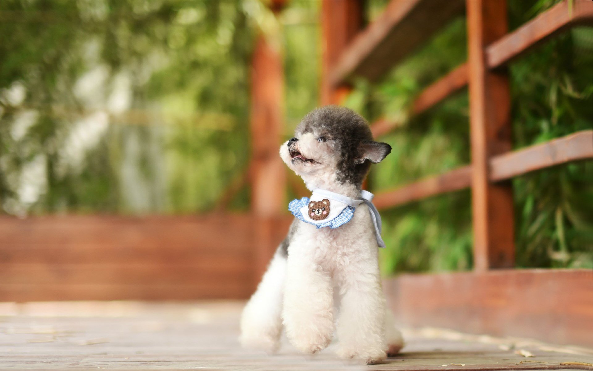 汪星人,萌宠小狗狗