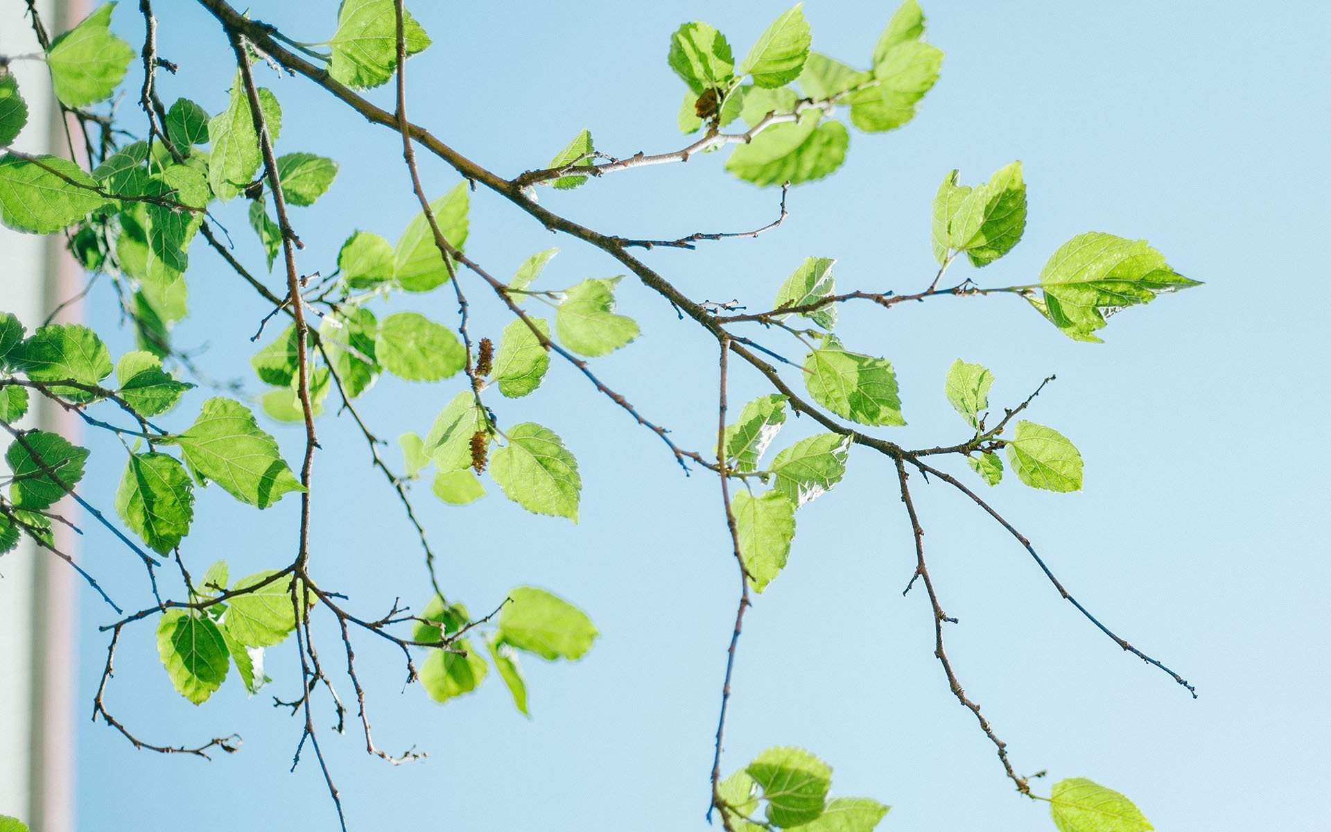 护眼壁纸,植物,绿色树叶