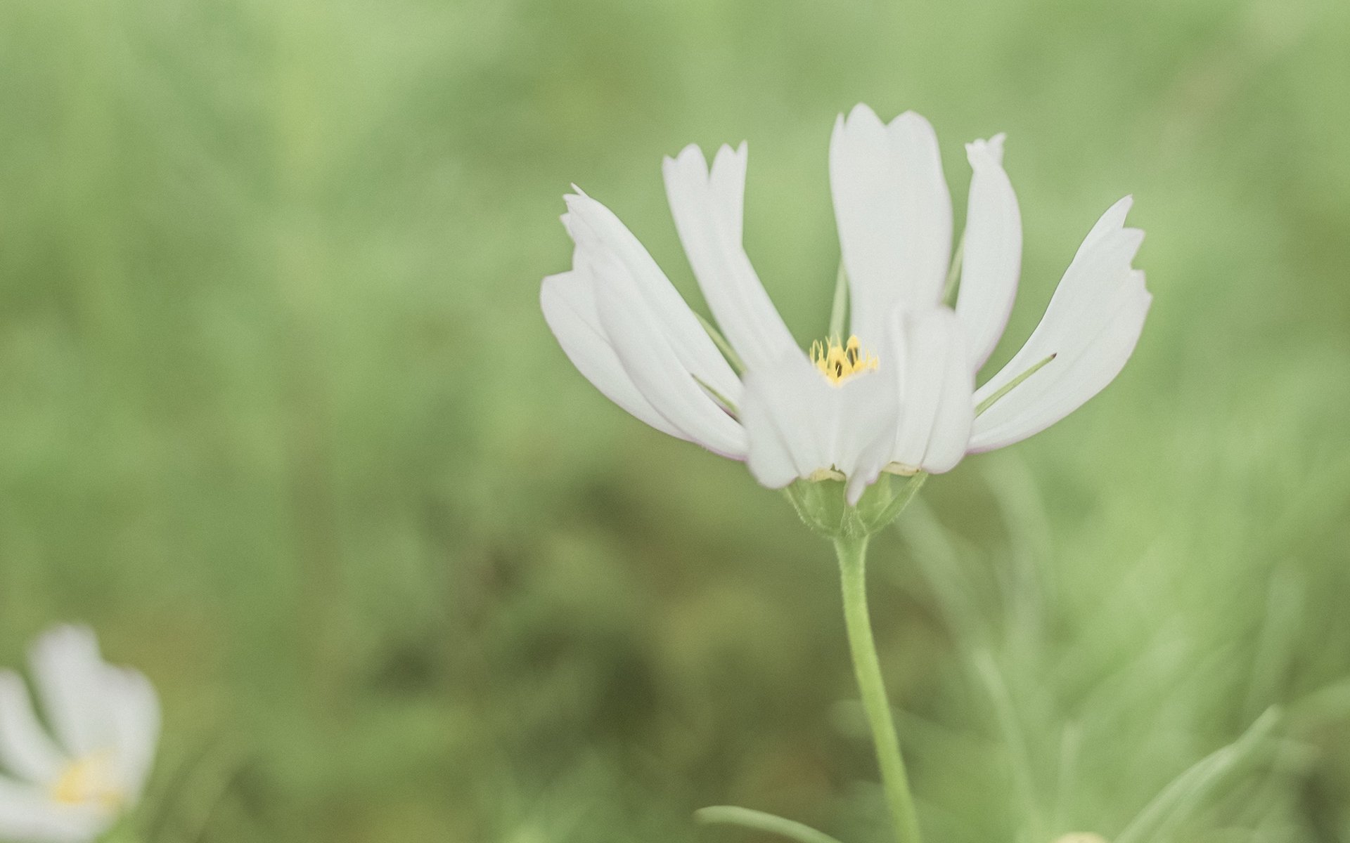 护眼壁纸,植物,绿色树叶